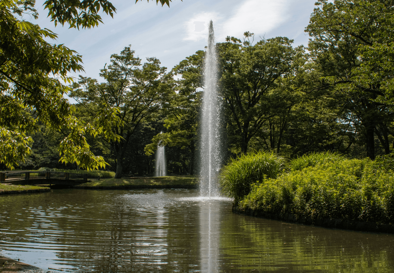 yoyogi park's lake - photo from unsplash.com