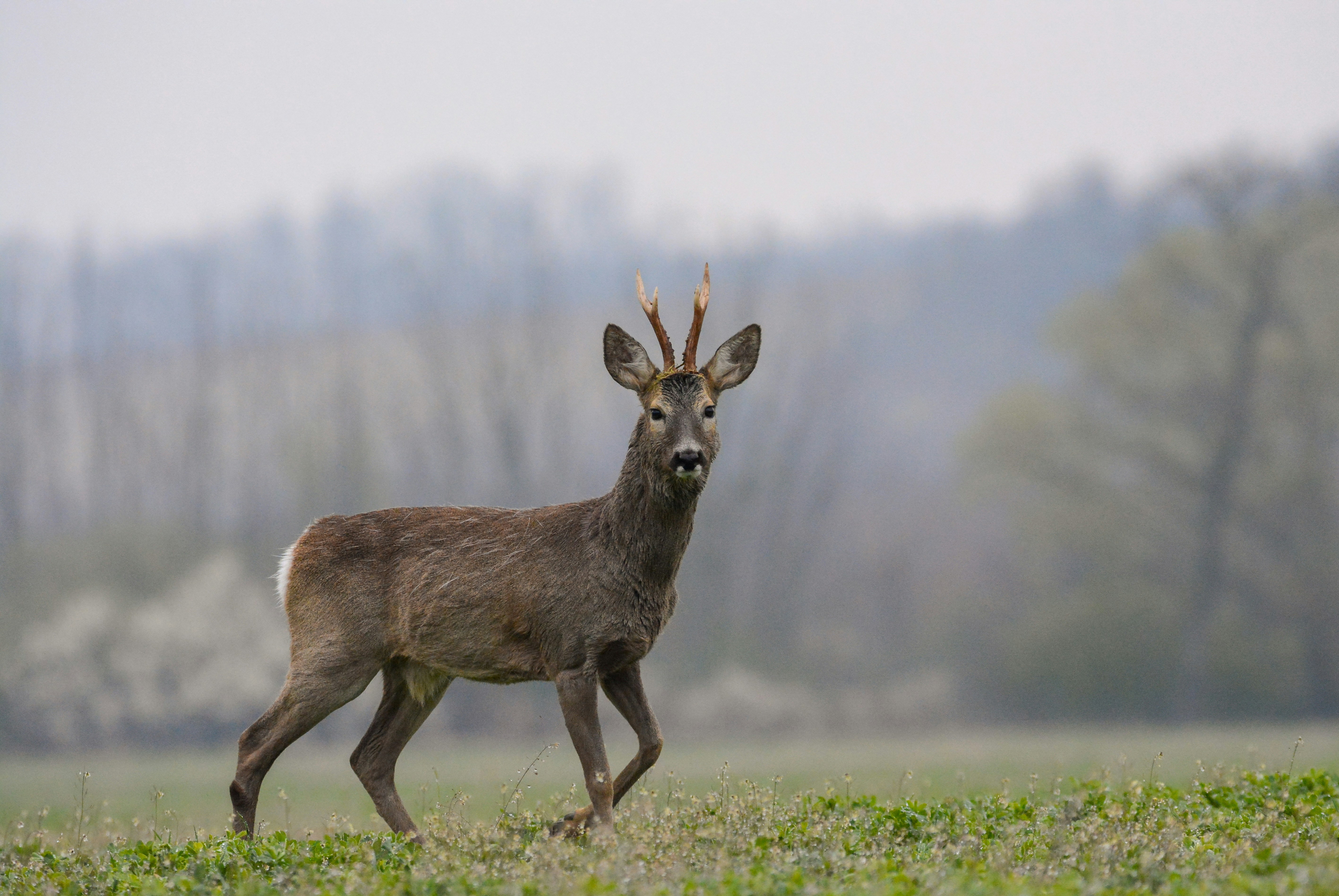 Rehbock mit Geweih im Feld stehend.“