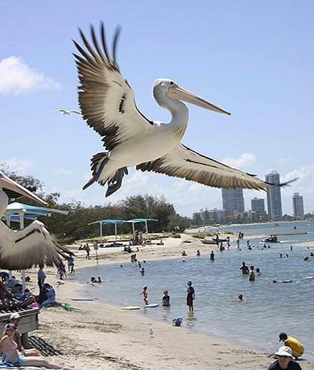 https://www.bluewaters.com.au/broadwater-labrador-gold-coast/pelican/