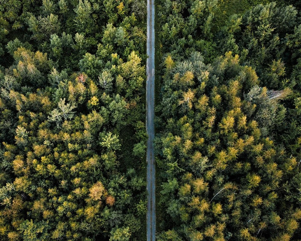 trees and road