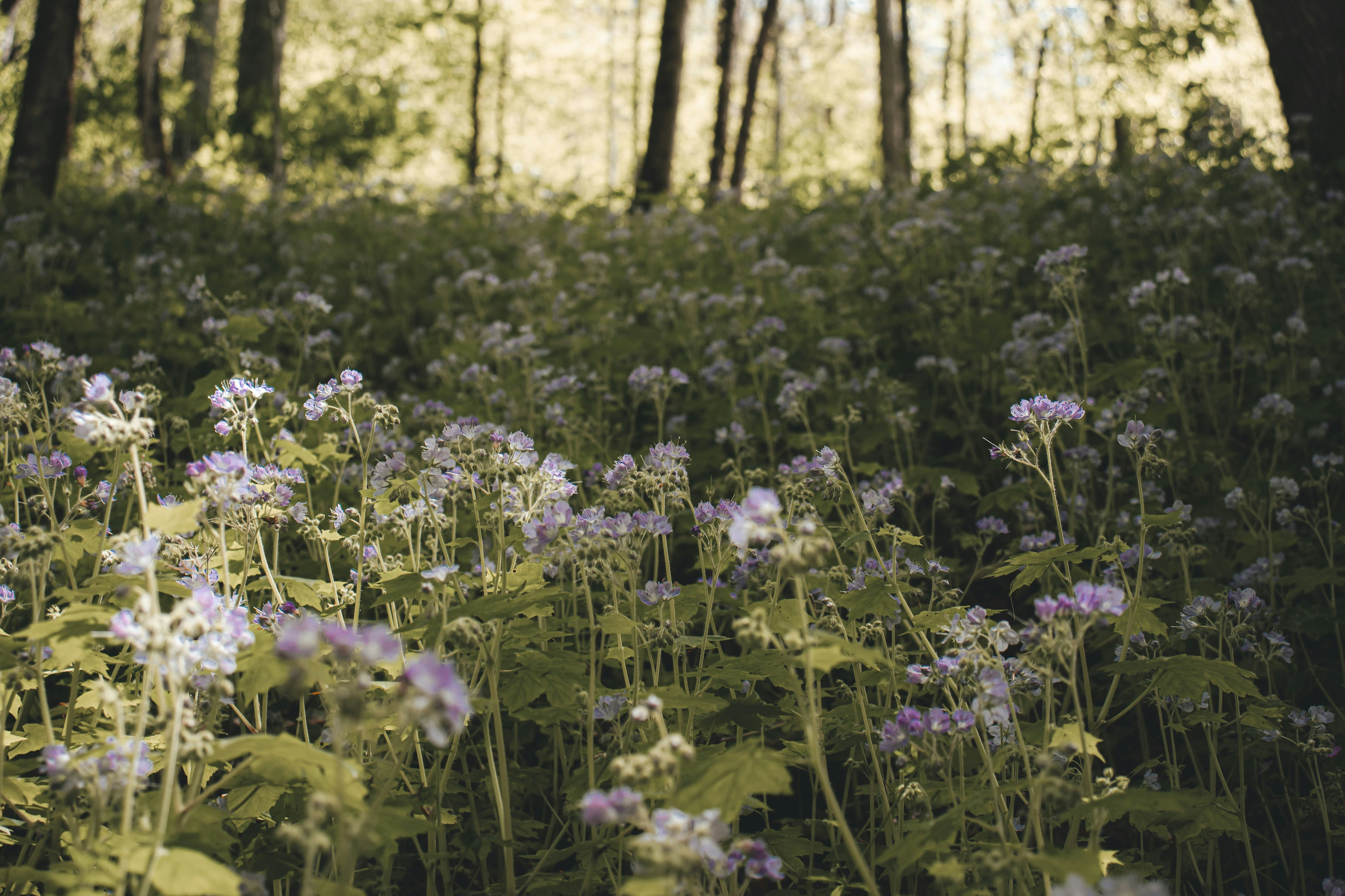Peaceful flower field