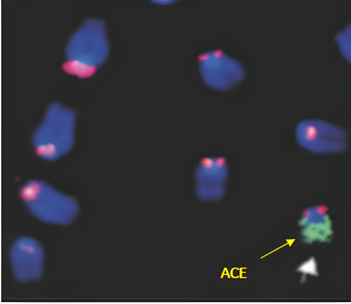 Cgbioengineering, cg bio engineering, science, hsync, carry genes, carrygenes