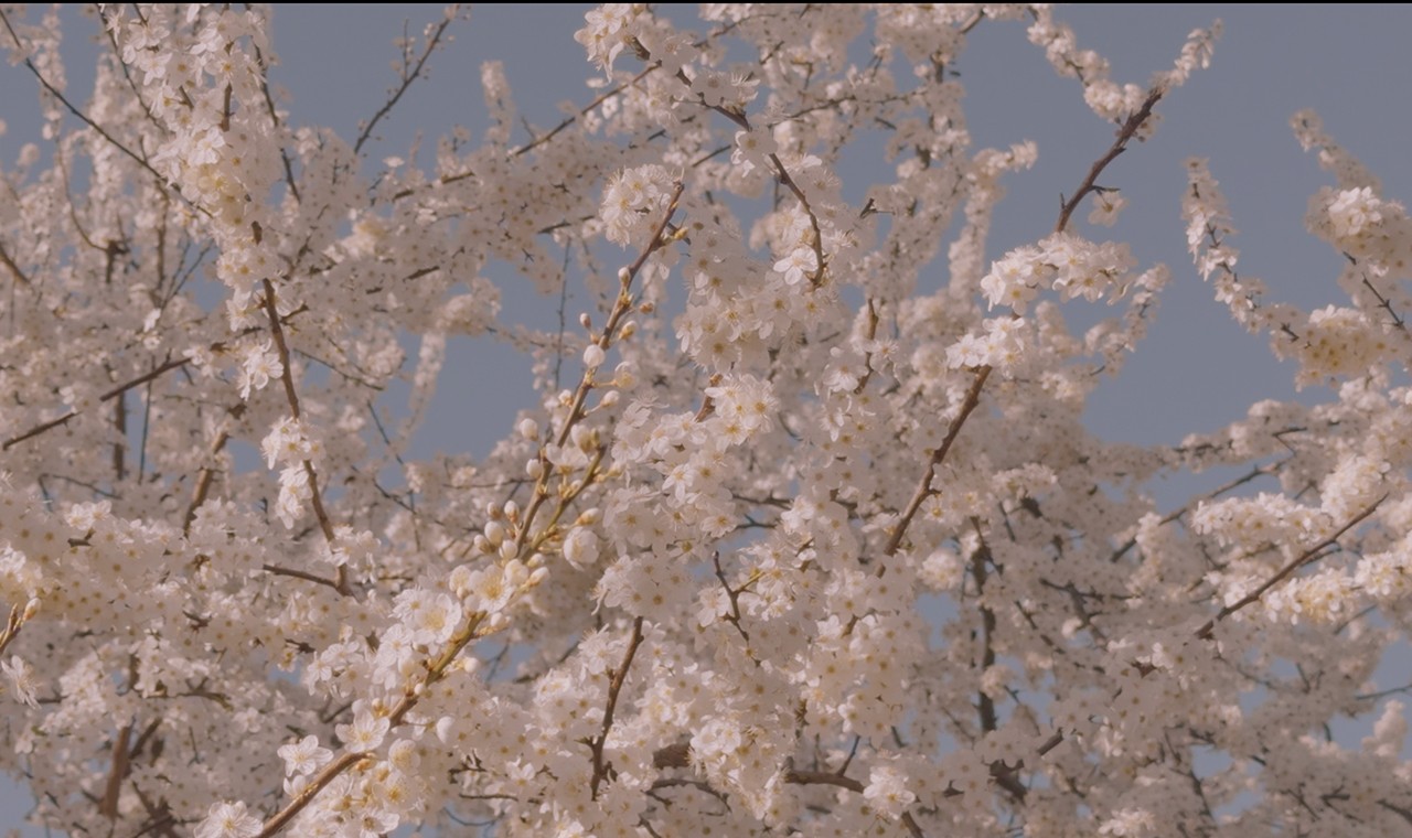 White cherry blossoms reaching for the blue sky.