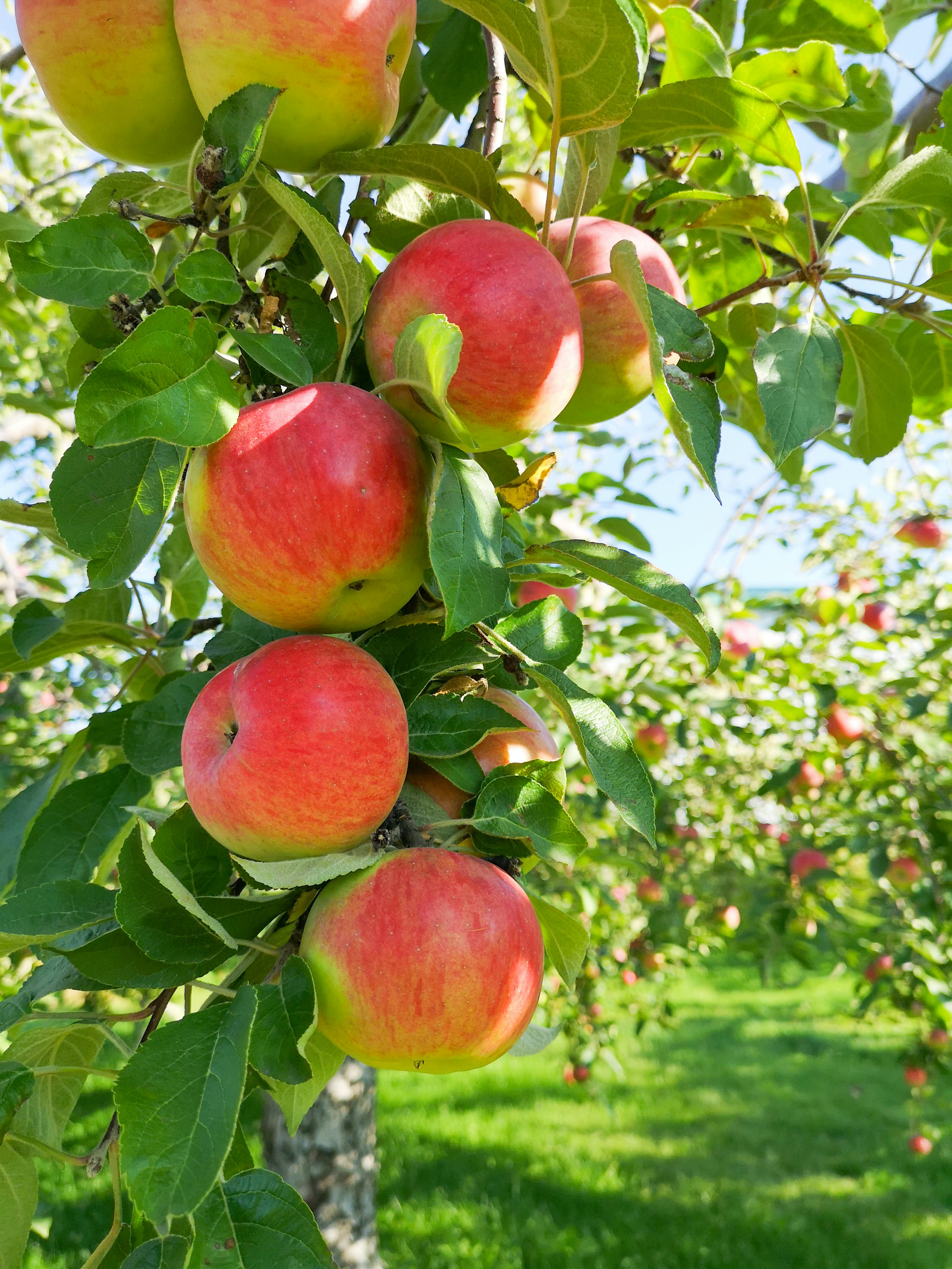 Fresh Fruits