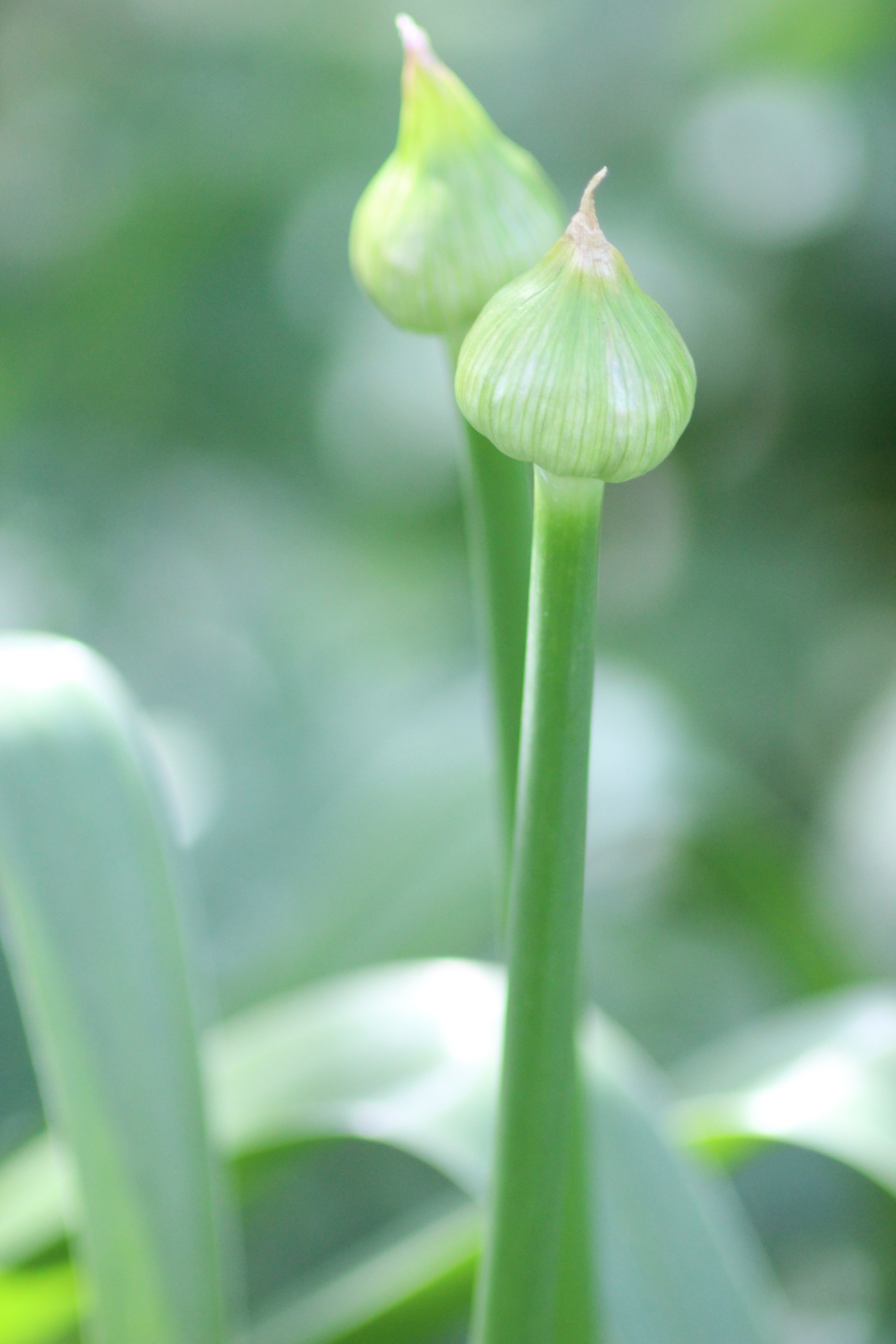 a black and white cat laying on top of a white wall