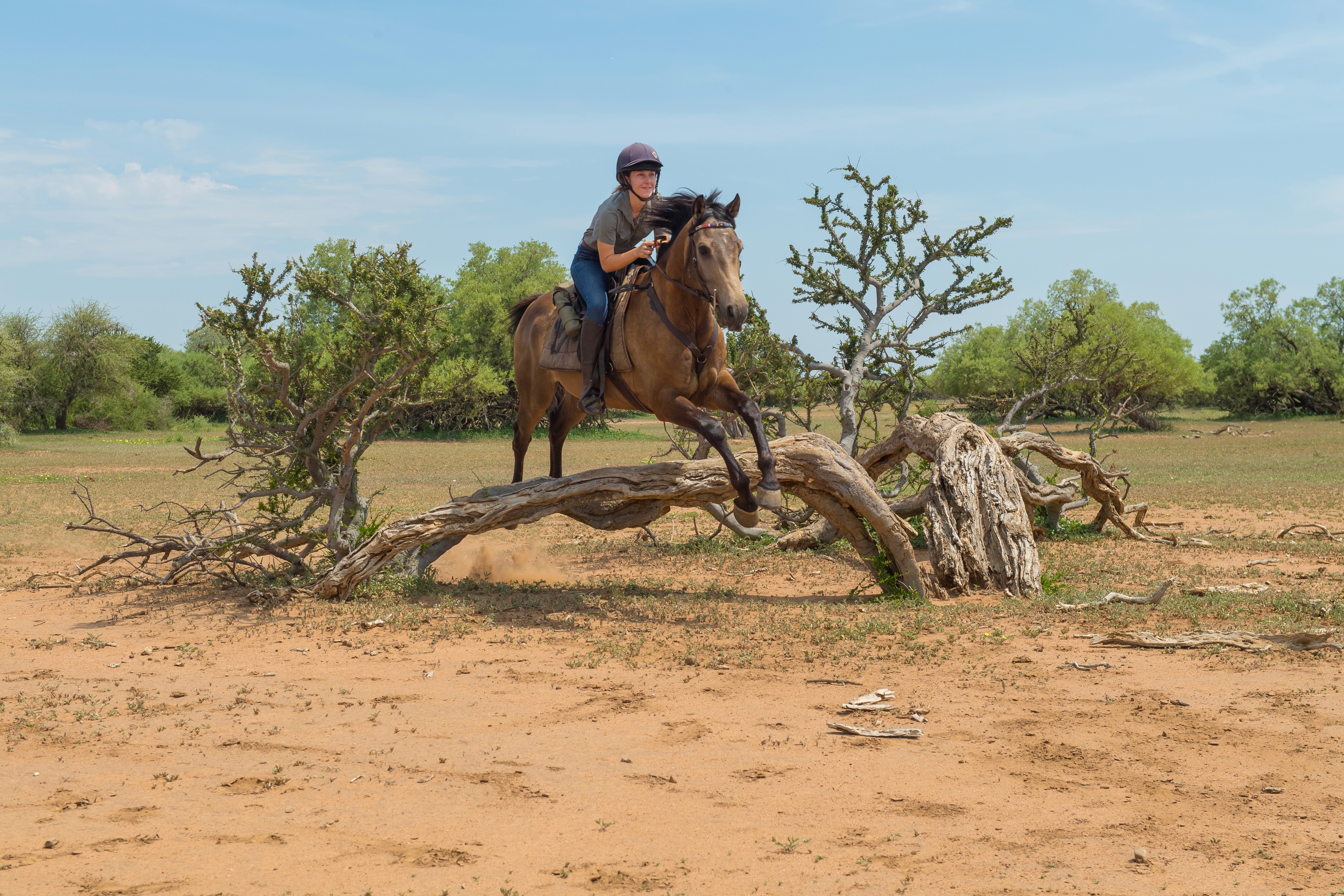 Tuli Safari, Botswana. En ryttare hoppar över ett naturligt hinder i bushen – adrenalinet stiger under denna fartfyllda ridsafari i Afrika.