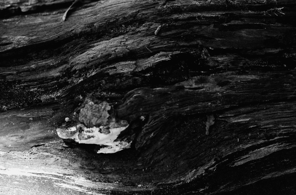 Art, photograph 6