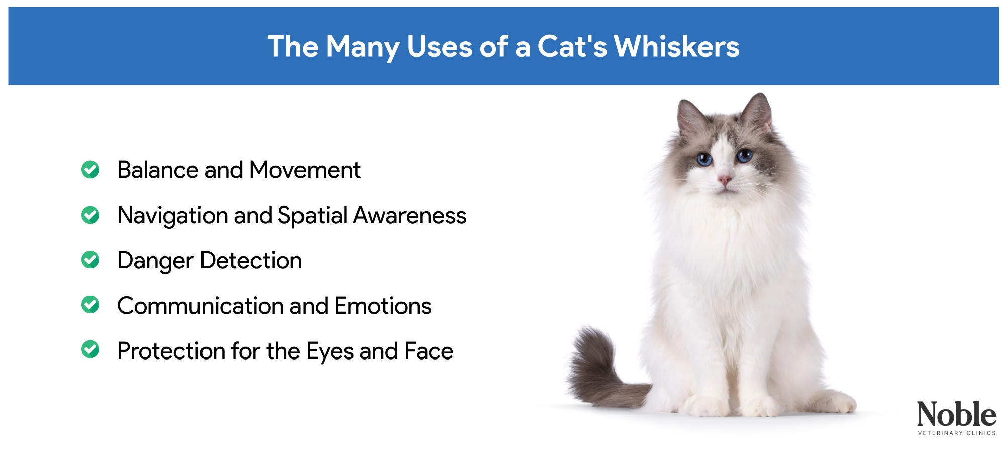 The many uses of a cat's whiskers.