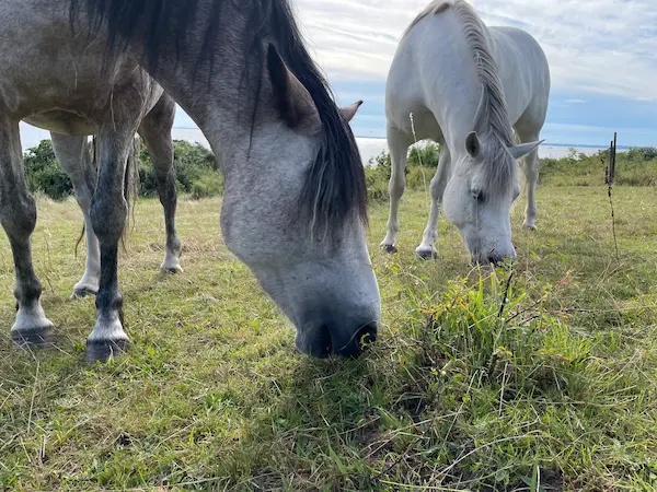 Hästar på bete, en del av sortimentet för häst hos Tassa och Trava – Bättre begagnat.