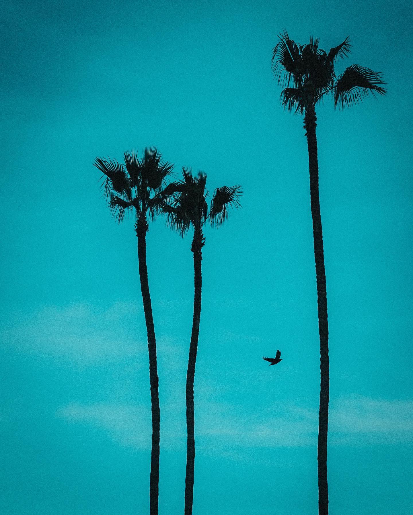 Silhouettes of three tall palm trees against a twilight sky with a single bird in flight.