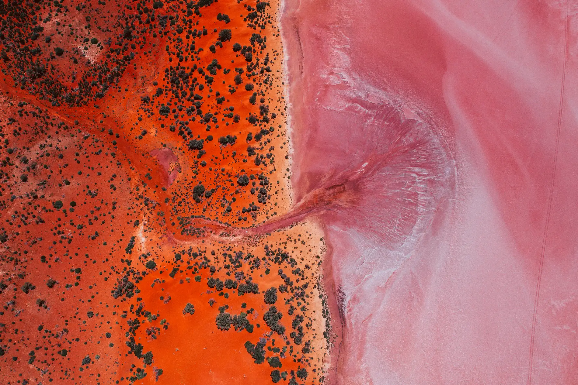 Aerial looking straight down where red desert scrub meets a pink salt lake