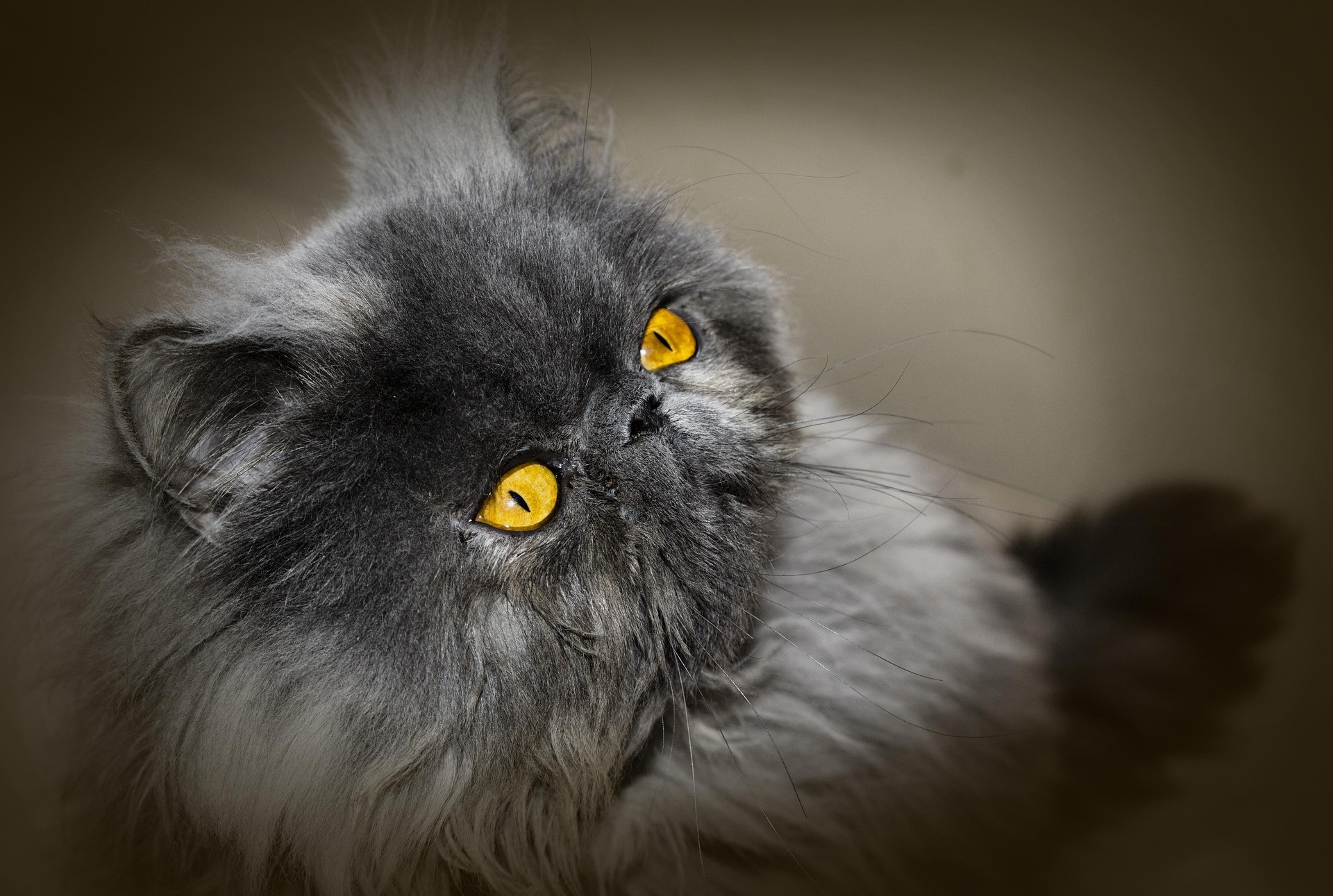 A gray Persian cat with bright yellow eyes is leaning diagonally and looking closely at something.