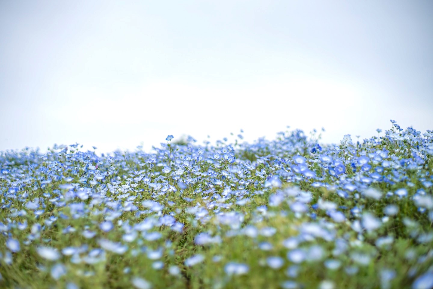 Flax in flower, some weeks before pulling