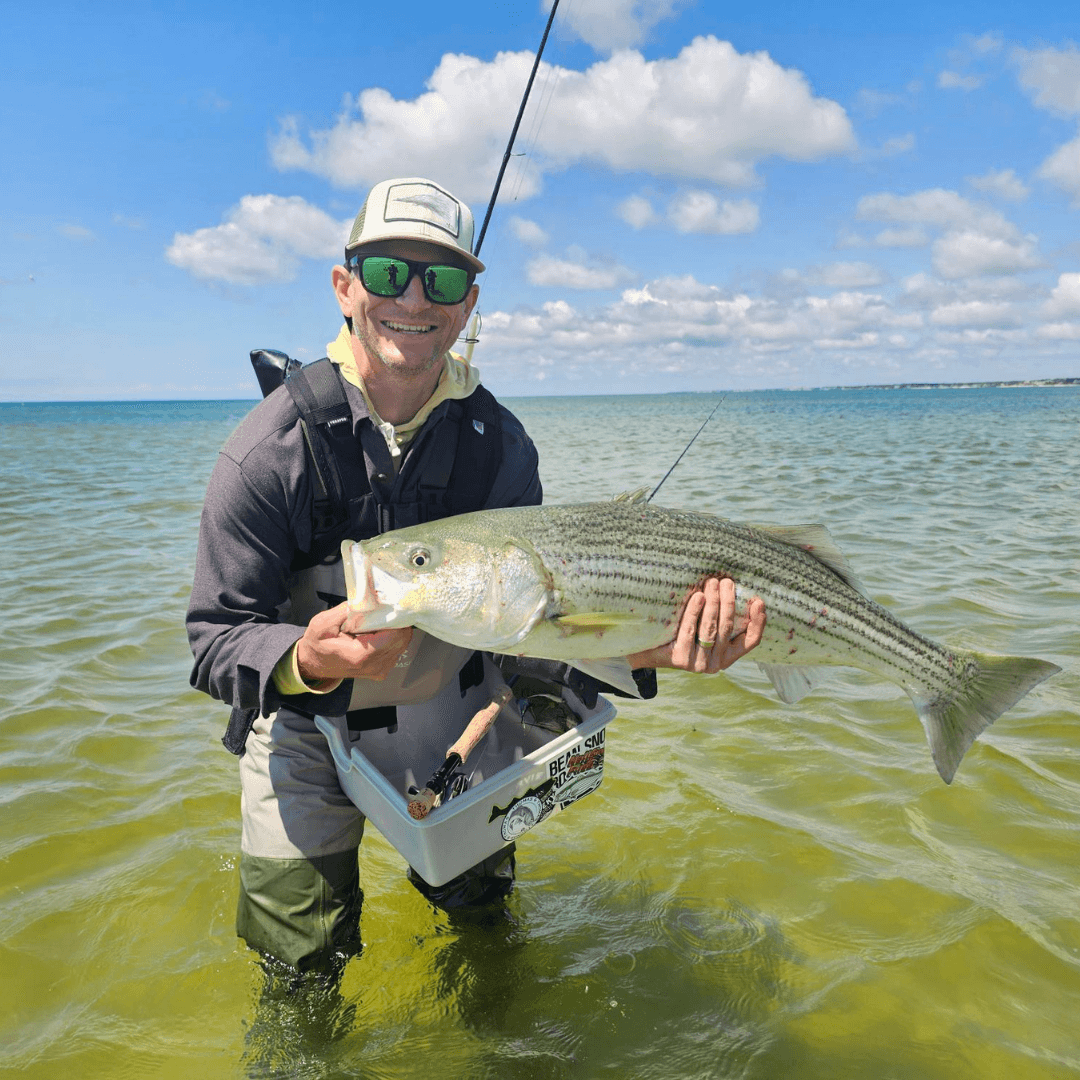 Cape Cod, stripers, striped bass
