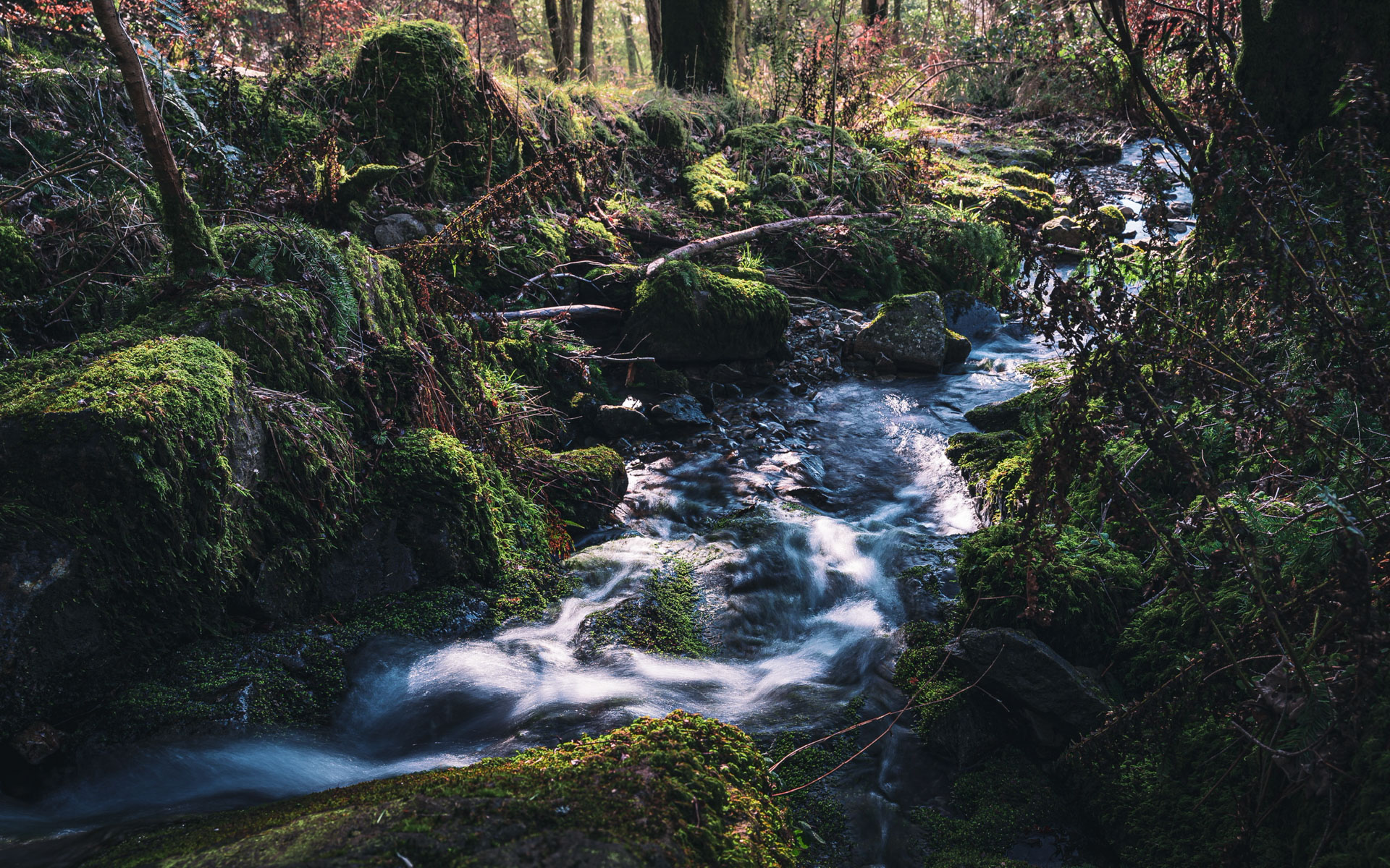 A small brook in a forest leading away into the sun. Lighter parts of the water bloom. The water blurred from a long exposure. The woodland around it is mossy and vibrant green.