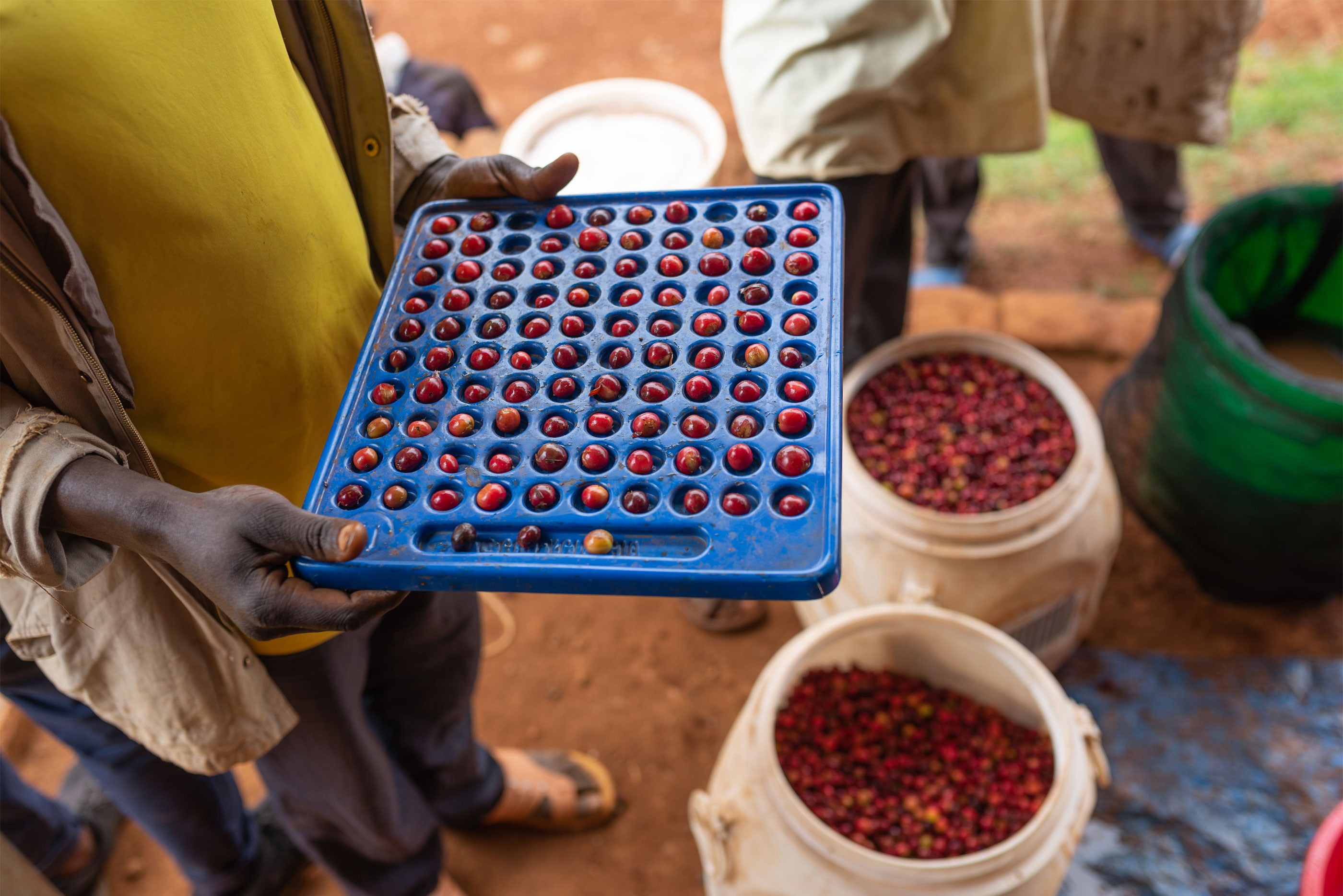 Man in Uganda with a tool that measures coffee cherry to improve harvest processes