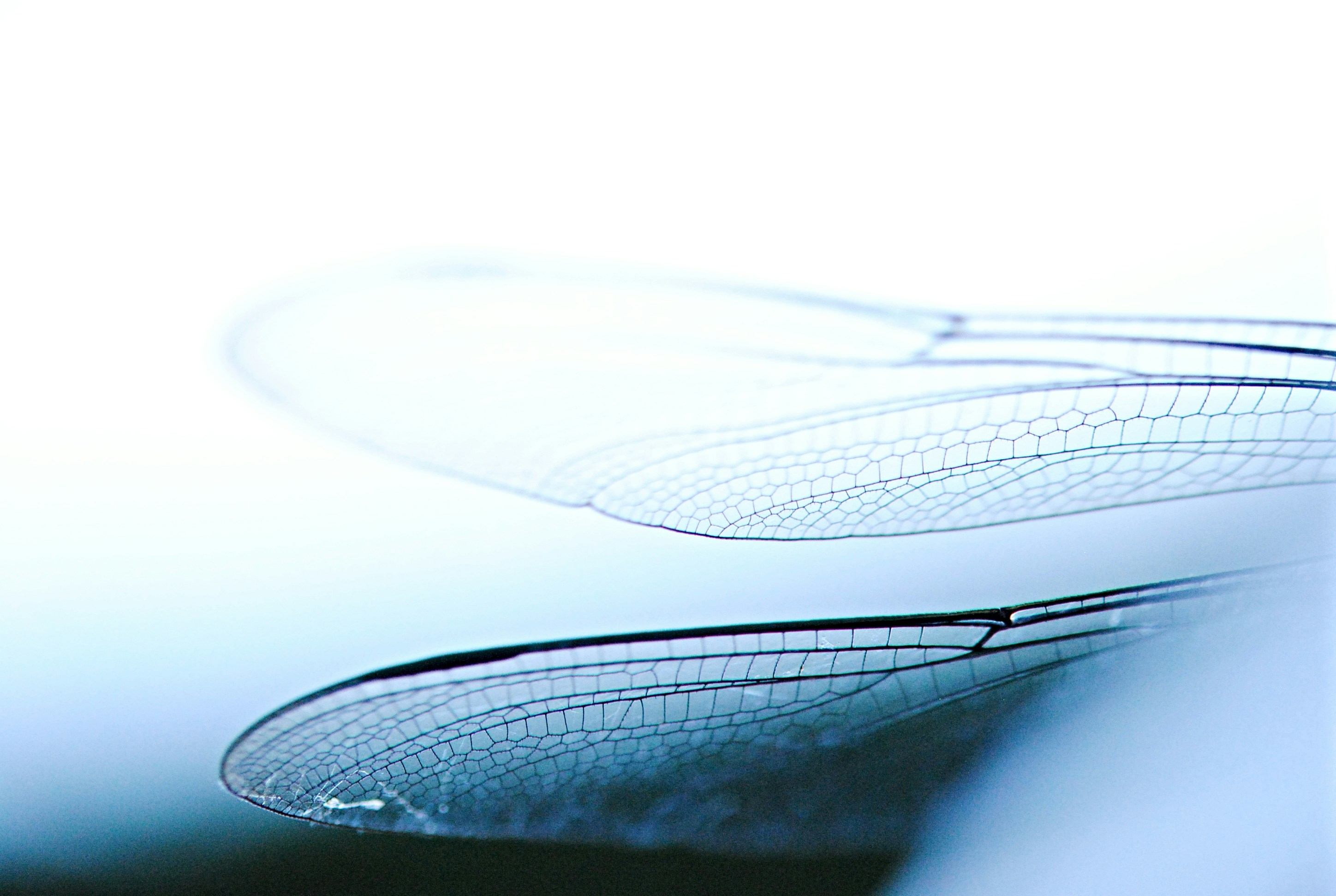 Contrafly, AI built for constructionDragonfly 2