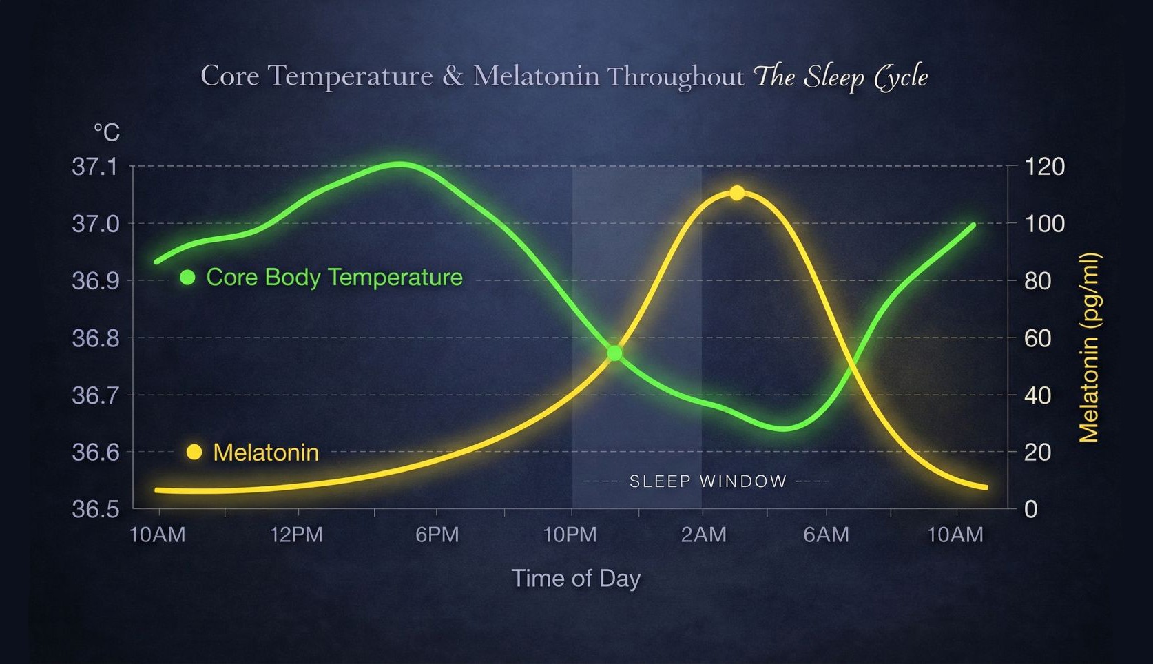 Line chart showing core body temperature and melatonin levels across a 24-hour sleep cycle