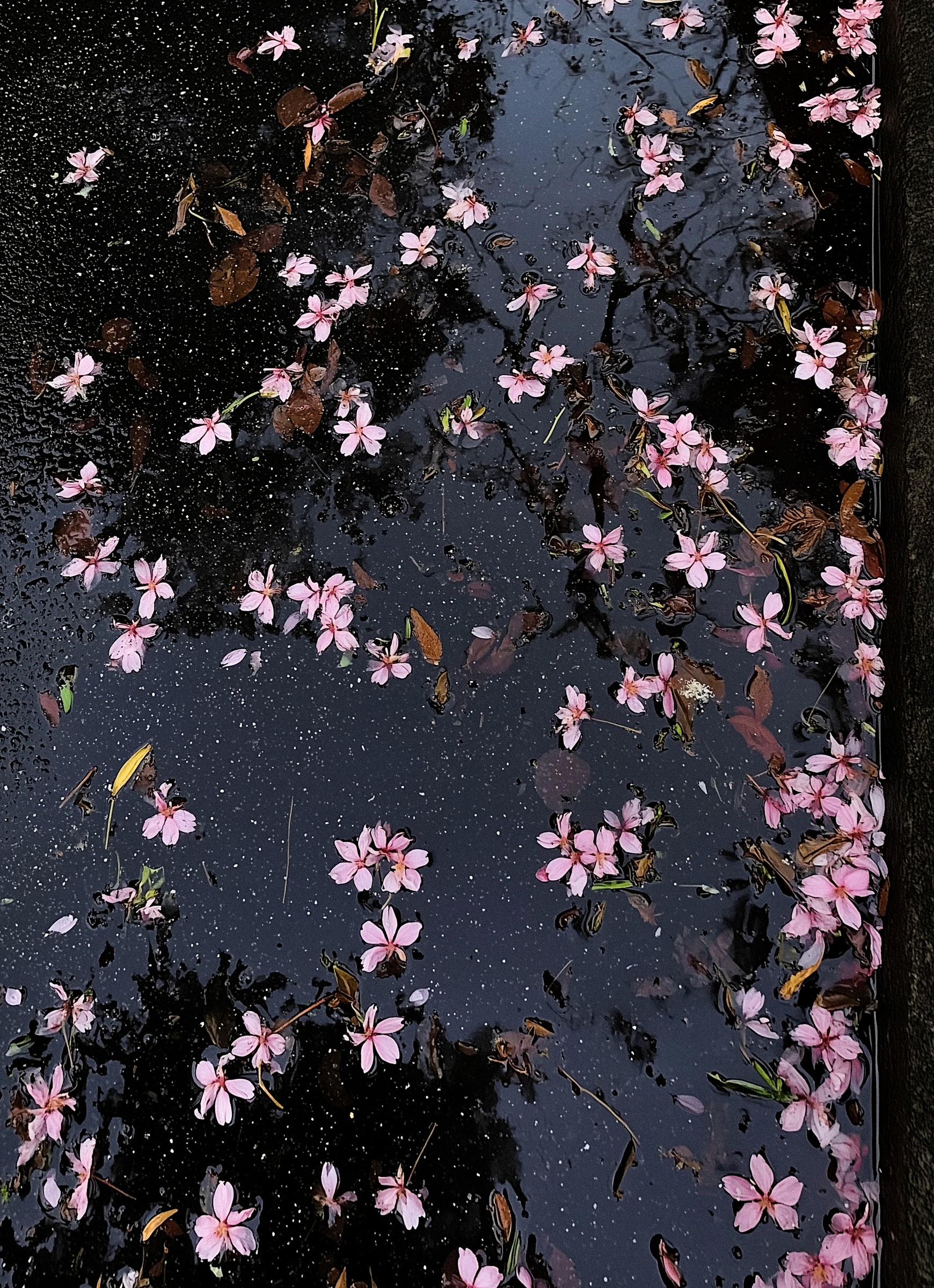 cherryblossom