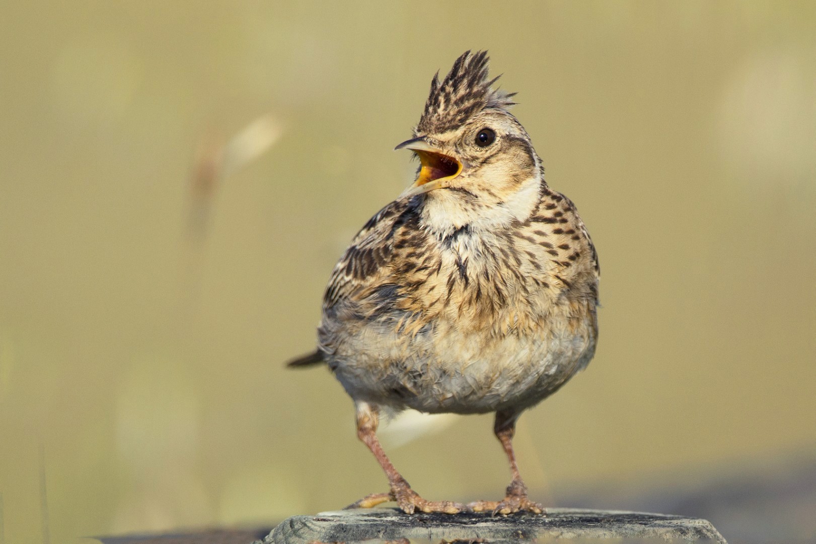 An image of a Skylark