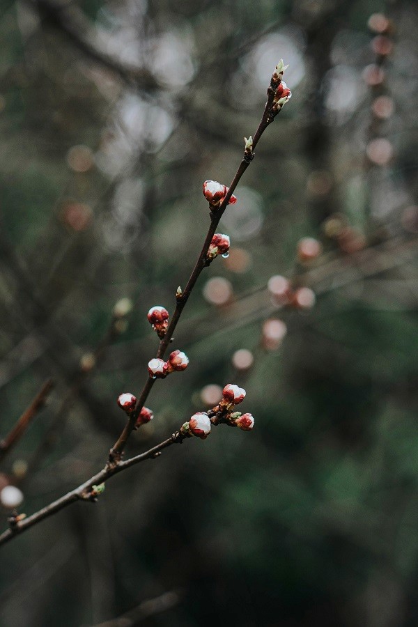 Close-up of delicate pink buds on a branch, symbolizing spring awakening and the beauty of nature – a reminder of the eco-conscious luxury lifestyle promoted by My Incredible Life.