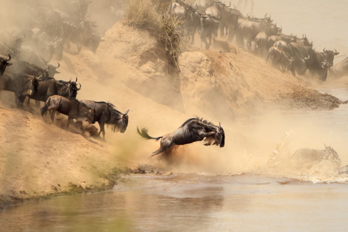 Great Migration river crossing in northern Serengeti during a Northern Circuit safari.