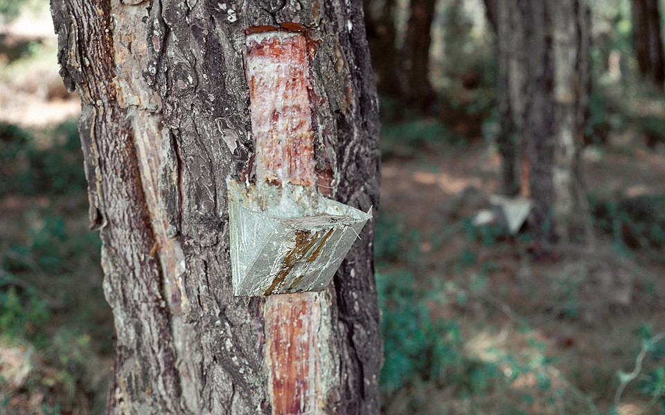 採集中的松樹脂 Photo credit - GREECE IS