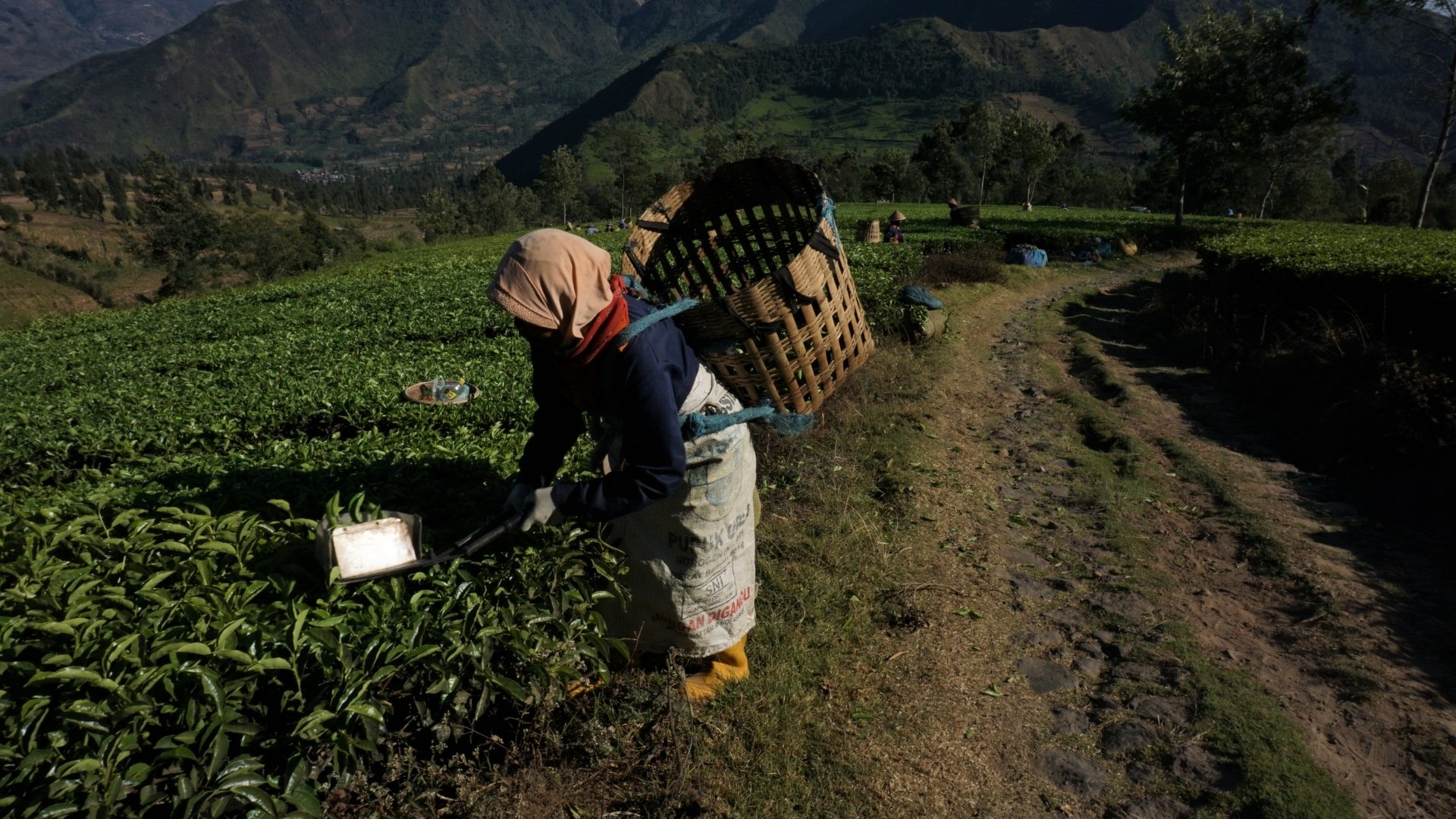 The Tech Revolution: Drones in the Tea Gardens