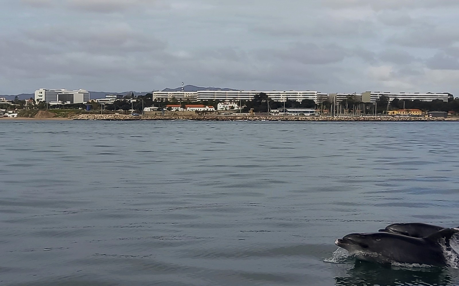 Dupini plivaju uz brod s vizurom Lisabona u pozadini.