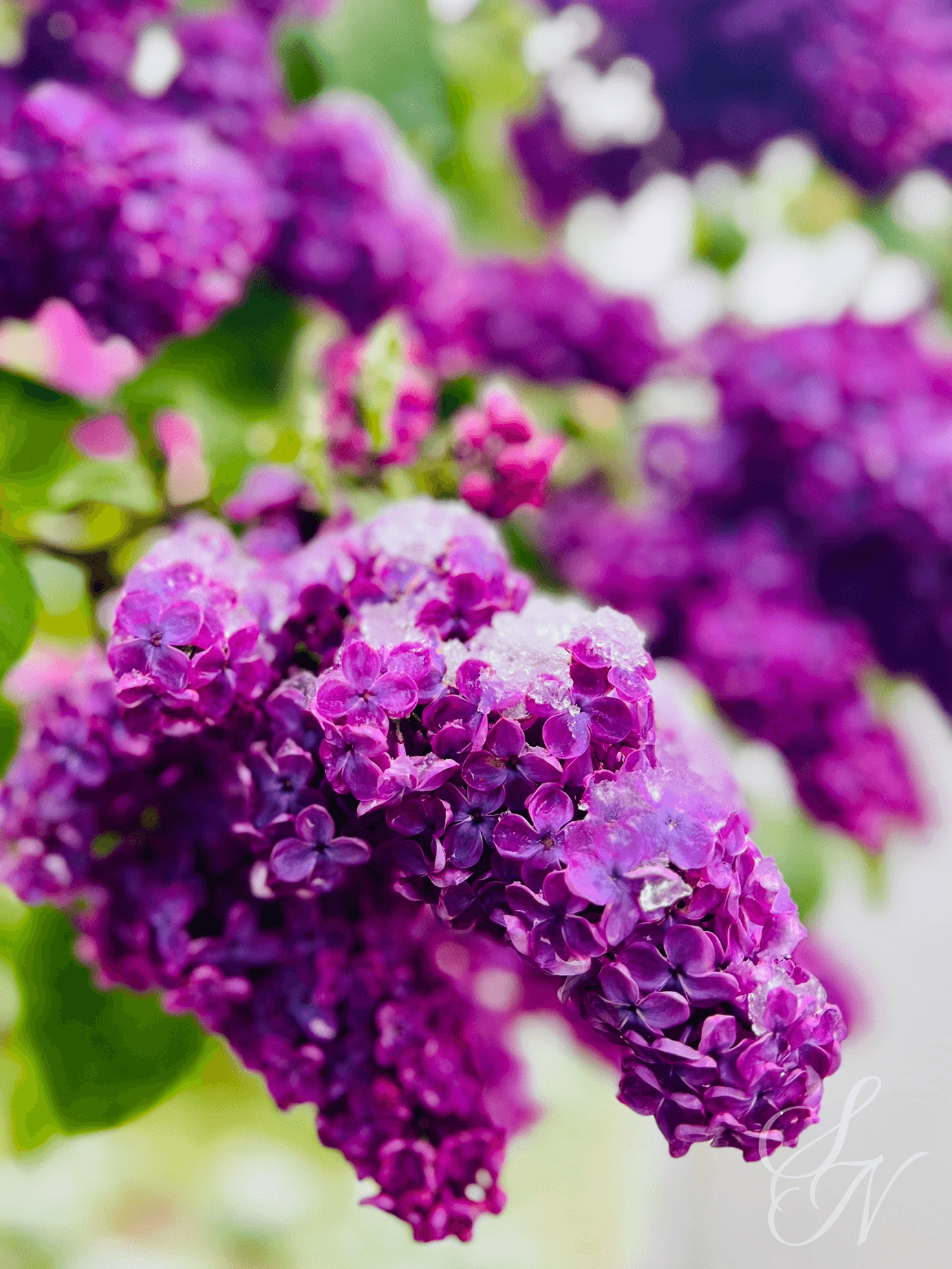 Lilac flowers covered in snow.