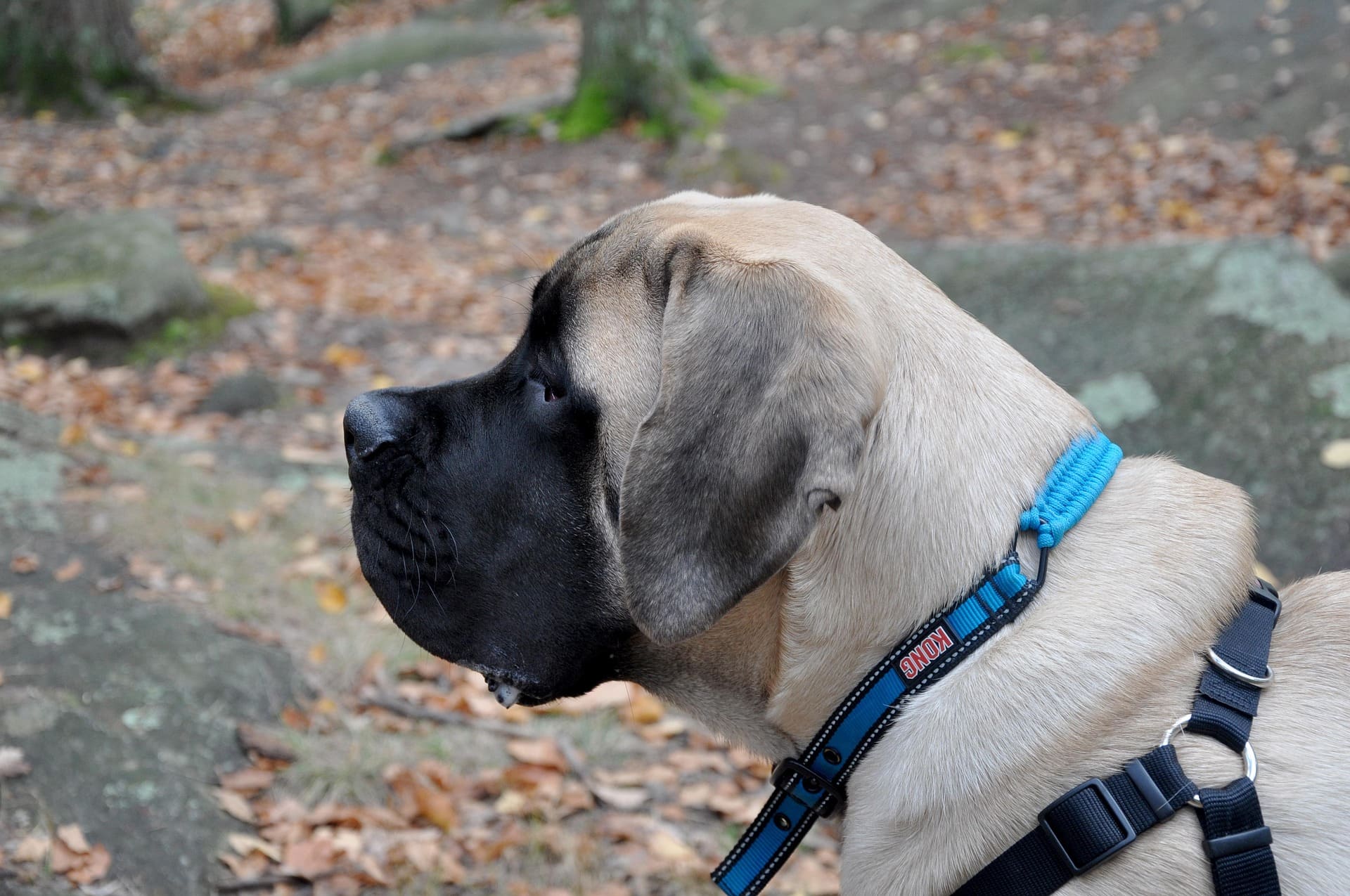 An English Mastiff is looking closely at something while standing on stones and leaves.