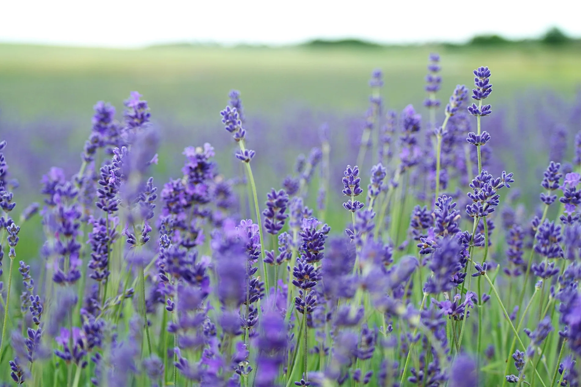 Oli Essenziali di Giacomo Tropea - Lavanda