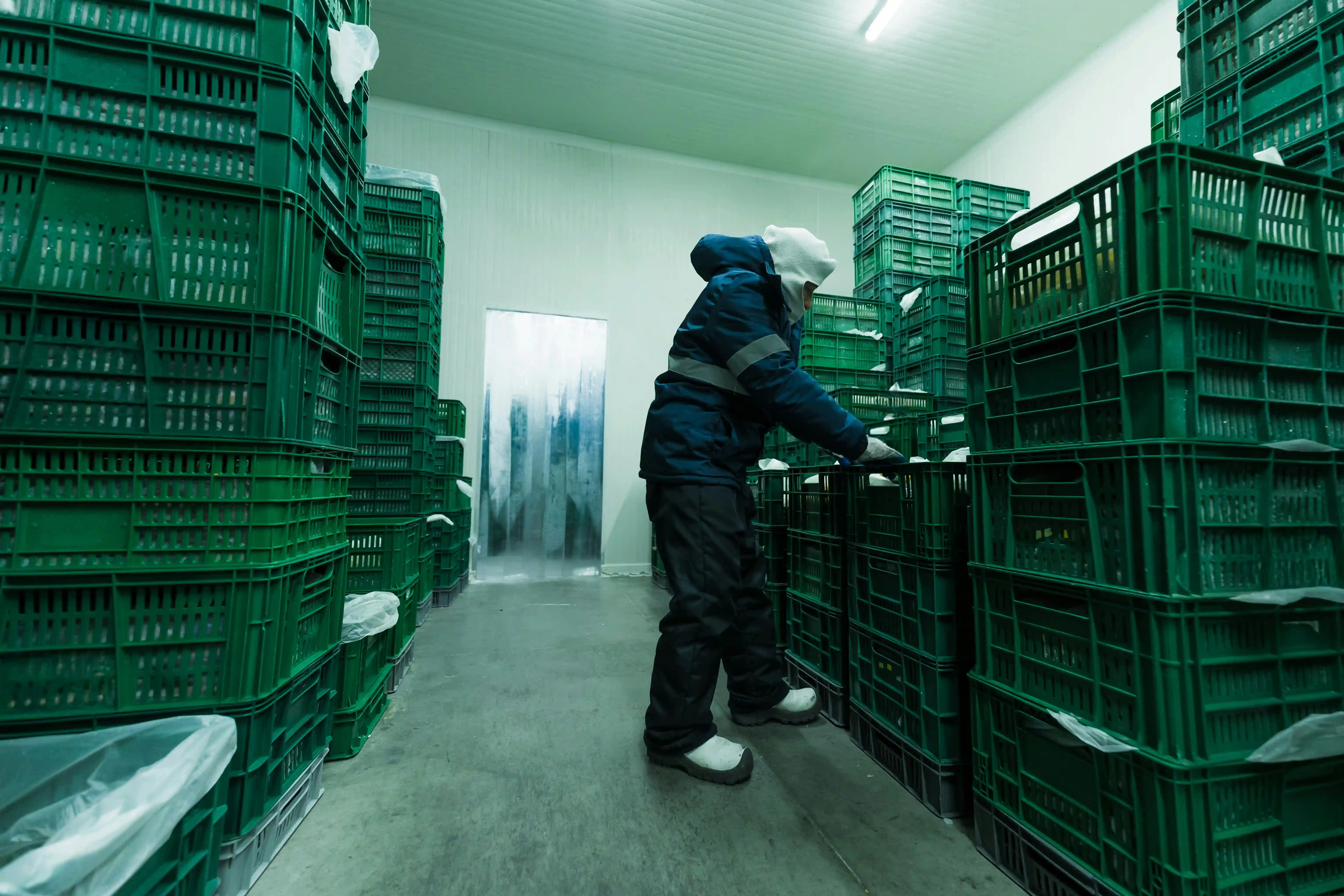 a worker checks green crates in a cold-chain storage facility