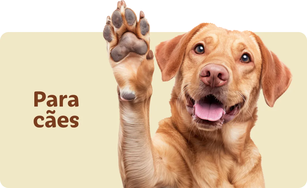 Cão