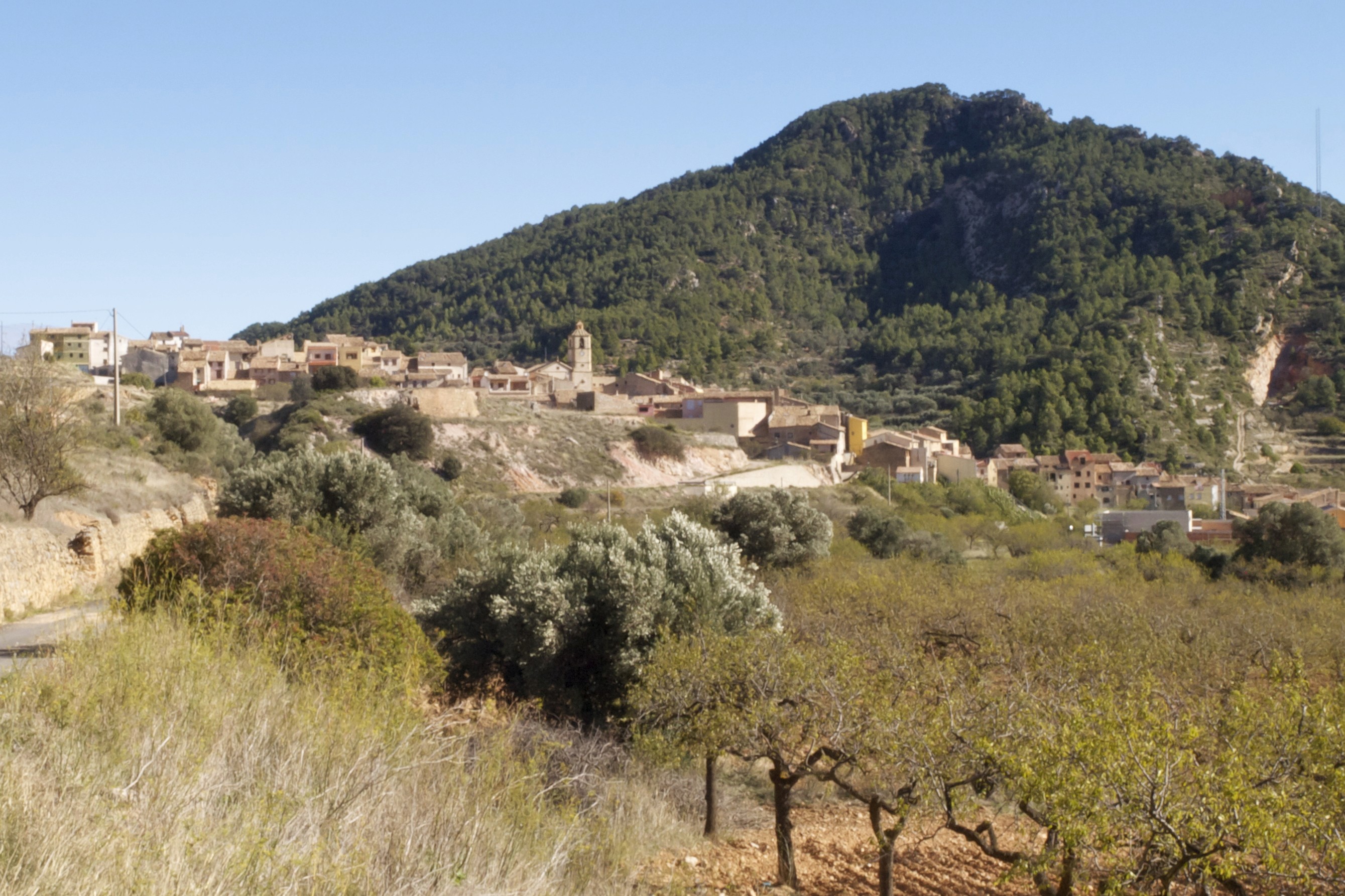 Arxiu d’imatges de l’Observatori del Paisatge de Catalunya (Stephanie Wilbrand).  Xerta