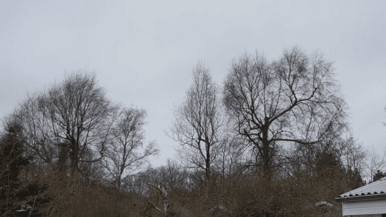 Close-up of a sleek dark green SUV with modern design elements, illuminated against a dark green background.
