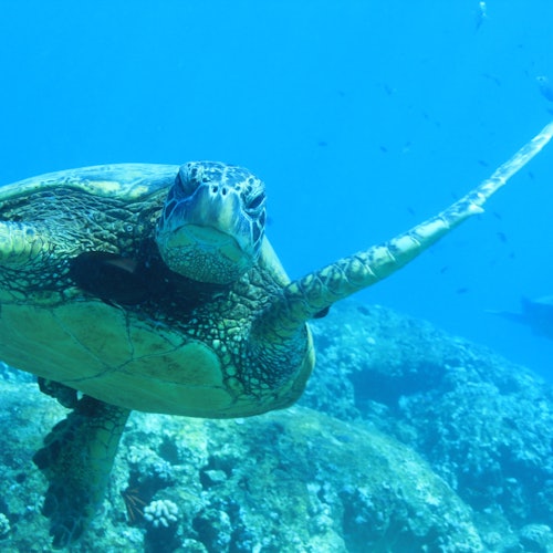 一只海龟在水下游动,位于一片岩石珊瑚礁上方,背景是蓝色海洋和小鱼。