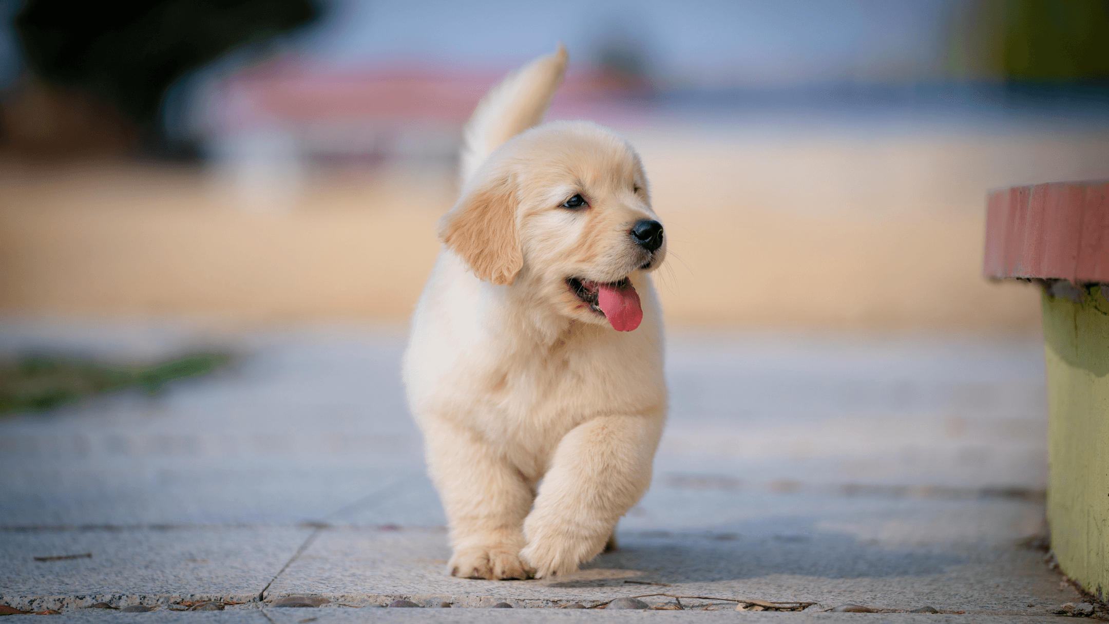 A cream-colored Golden Retriever puppy walking on pavement near the beach in Elizabeth, Charlotte