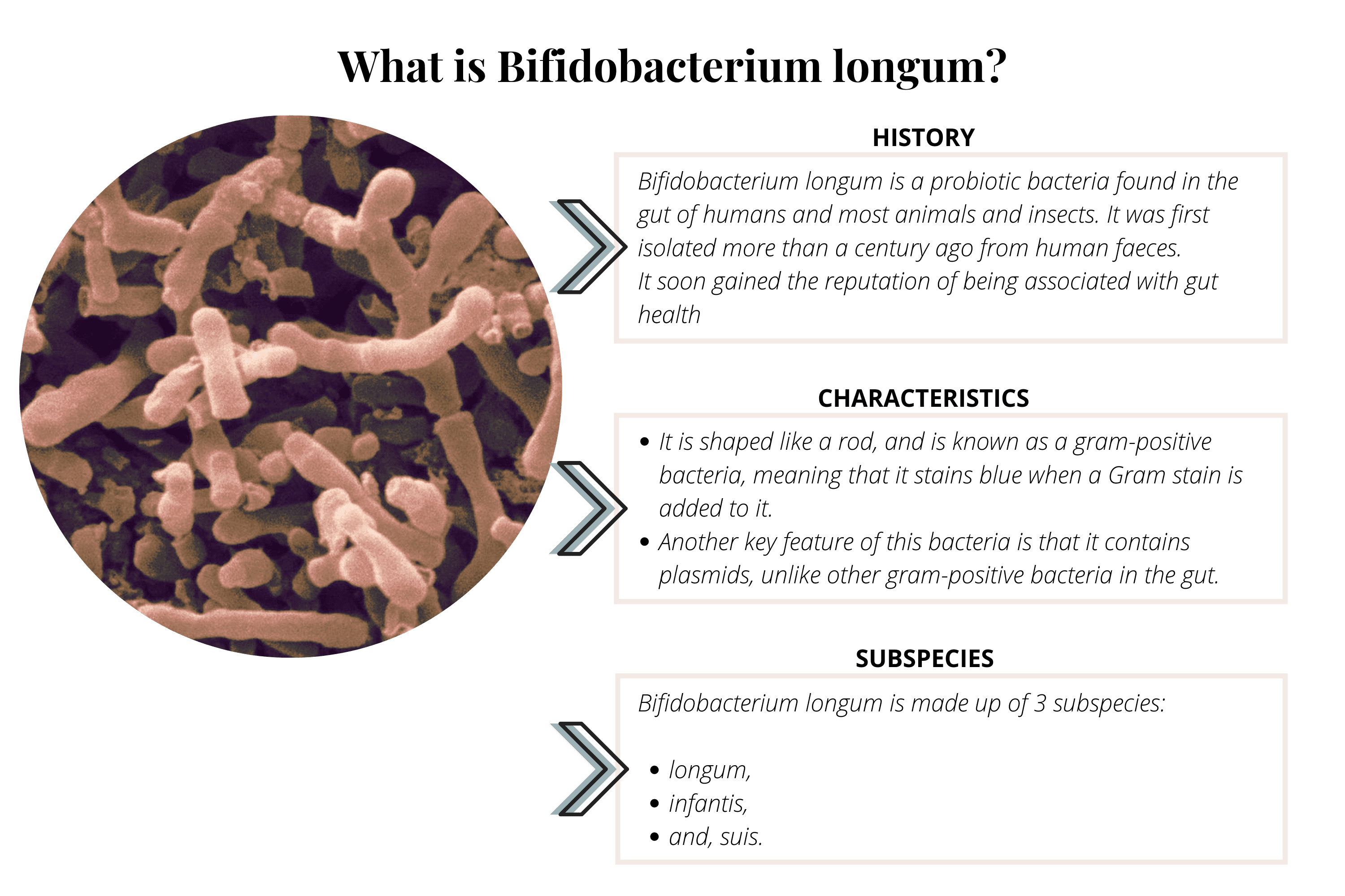Diagram showing the three subspecies of Bifidobacterium longum