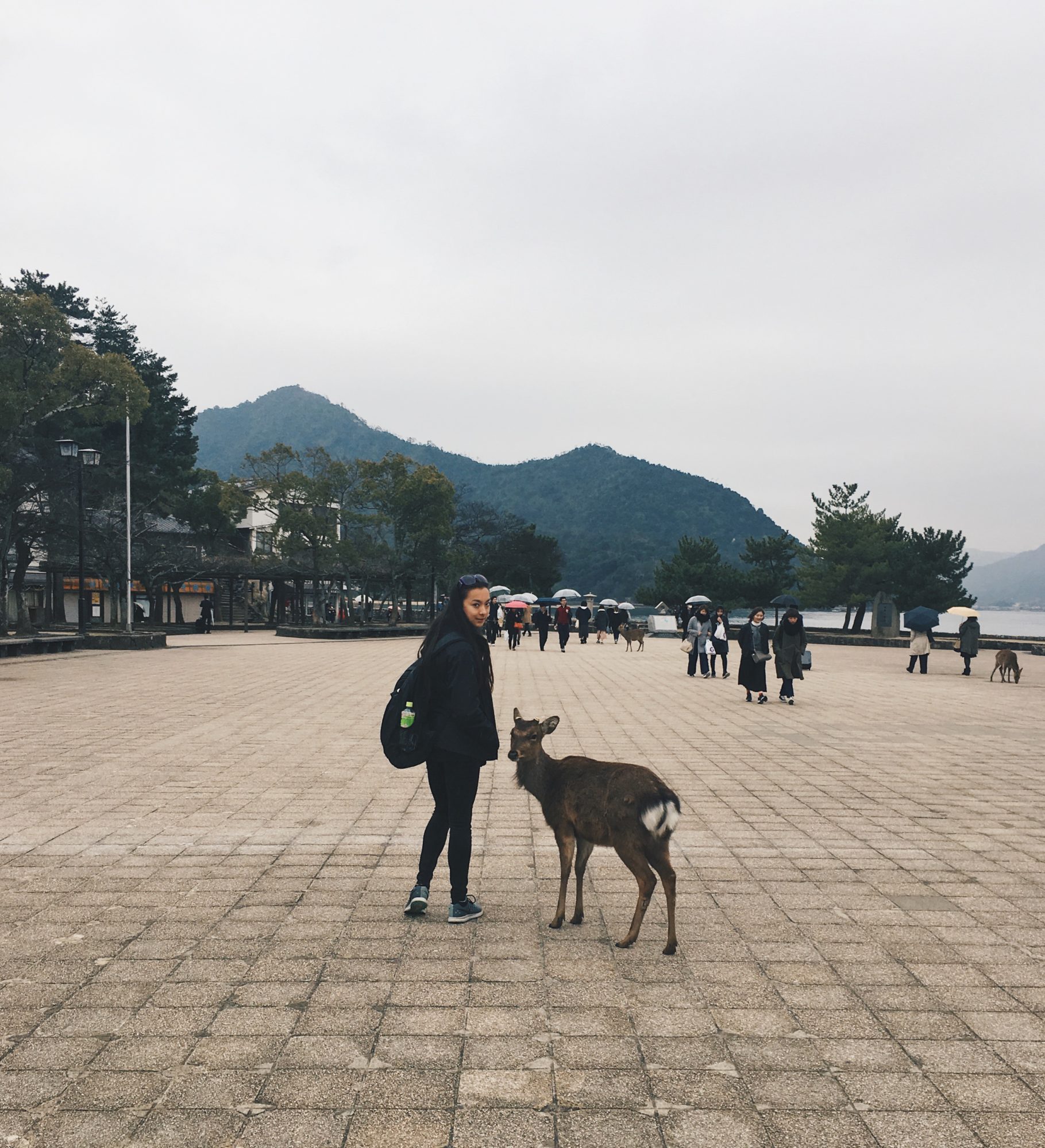 Hiroshima Deer e1488069563666