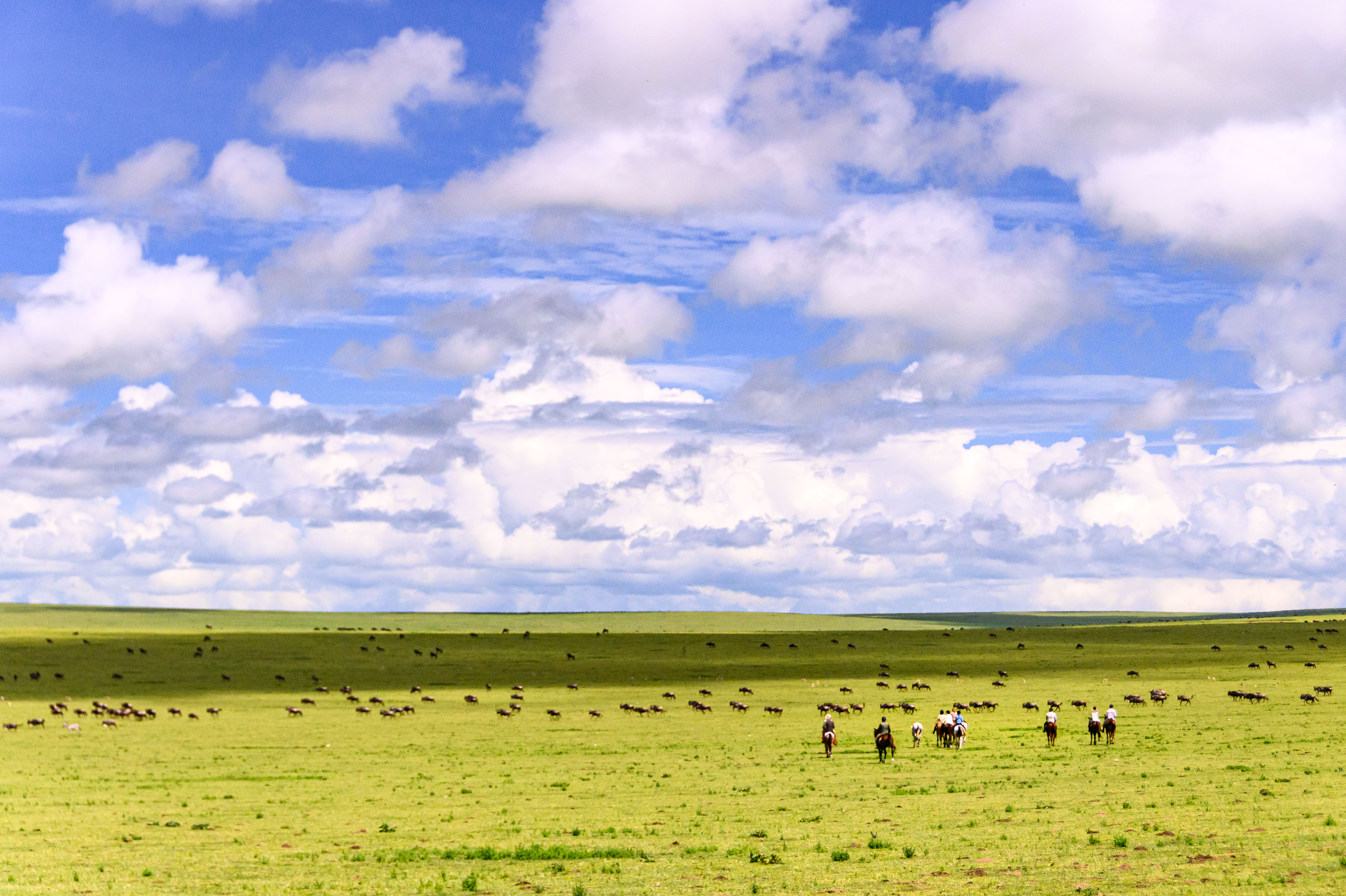 Grupp av ryttare på ridresa i Afrika galopperar över Serengetis vidsträckta slätter medan damm och gnuhjordar rör sig över horisonten under the great migration.