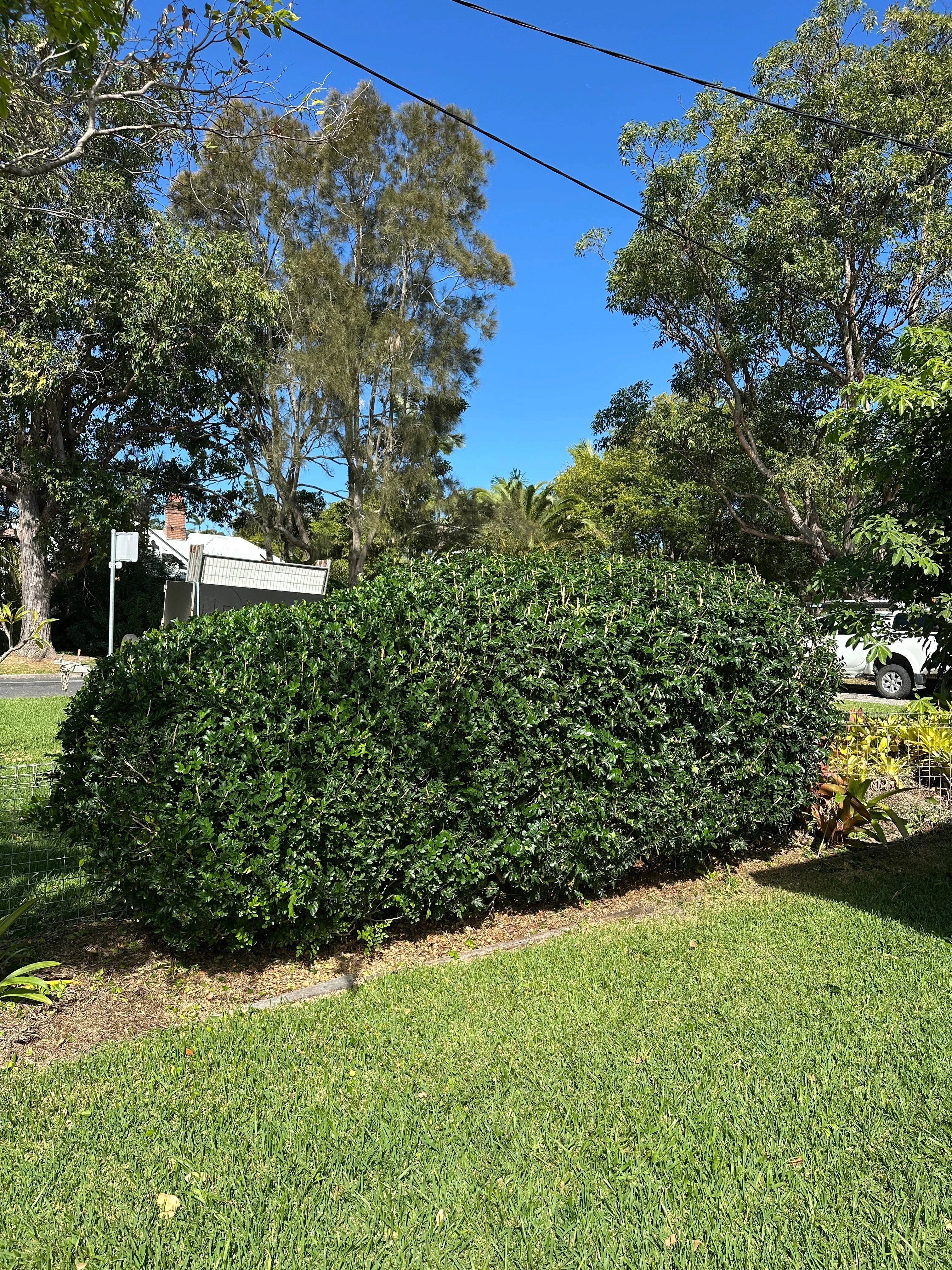Murraya hedge reduction in Byron Bay