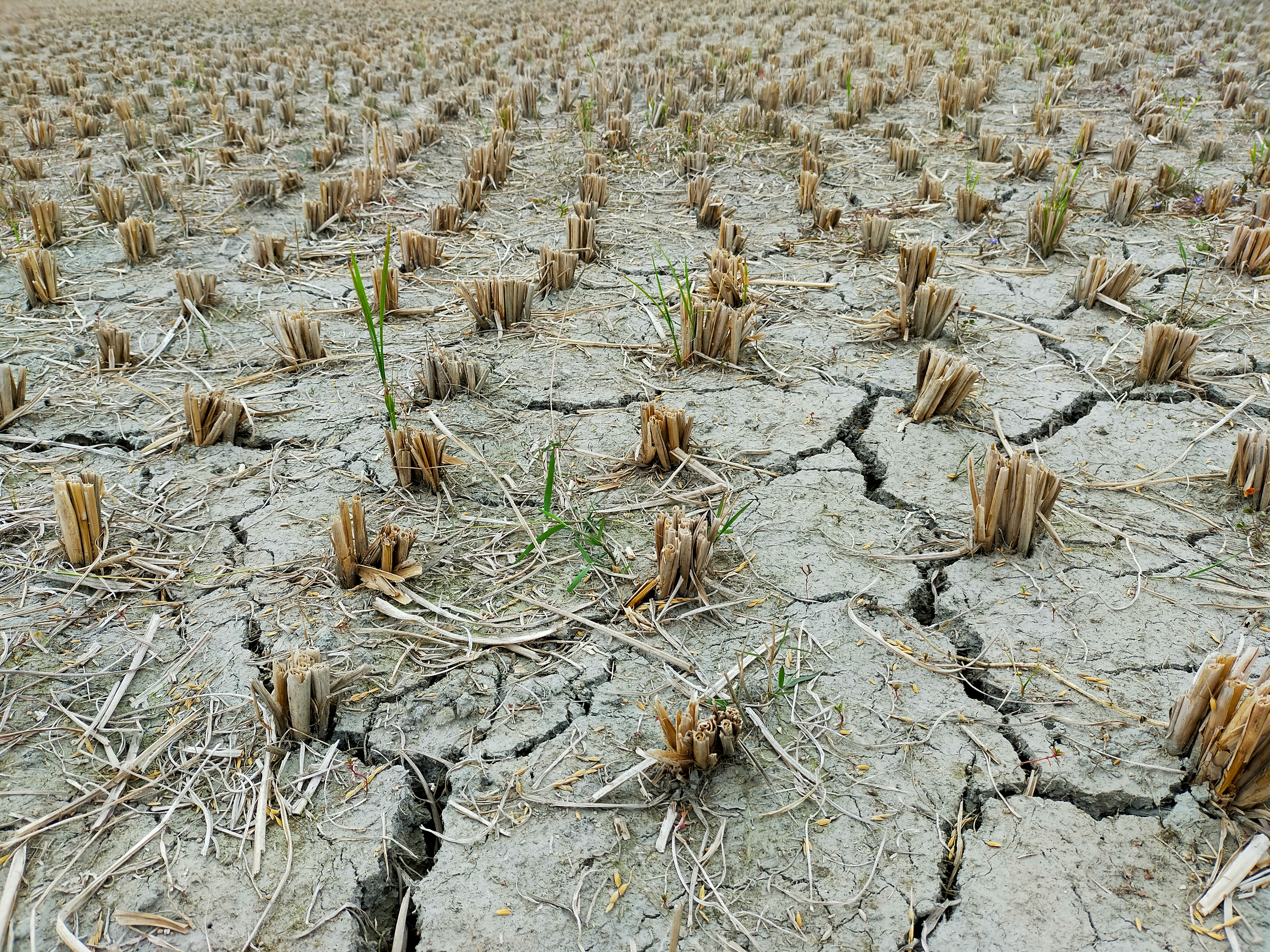 a large field of dead plants in the middle of the day