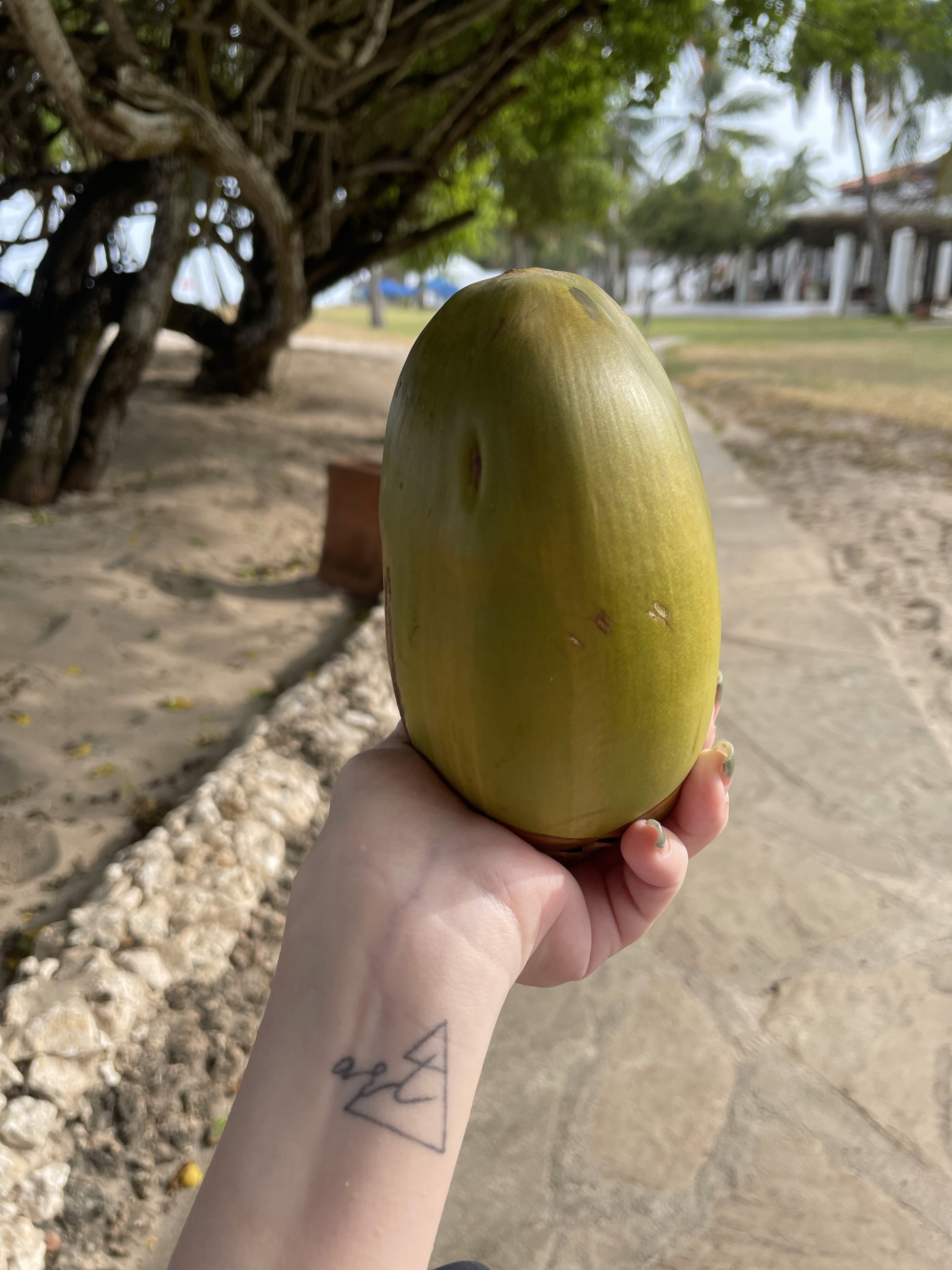 yellow Labrador retriever biting yellow tulip flower