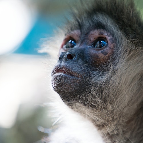Close-up do rosto de um macaco, com pelos detalhados e olhos expressivos, olhando levemente para cima. O fundo está desfocado.