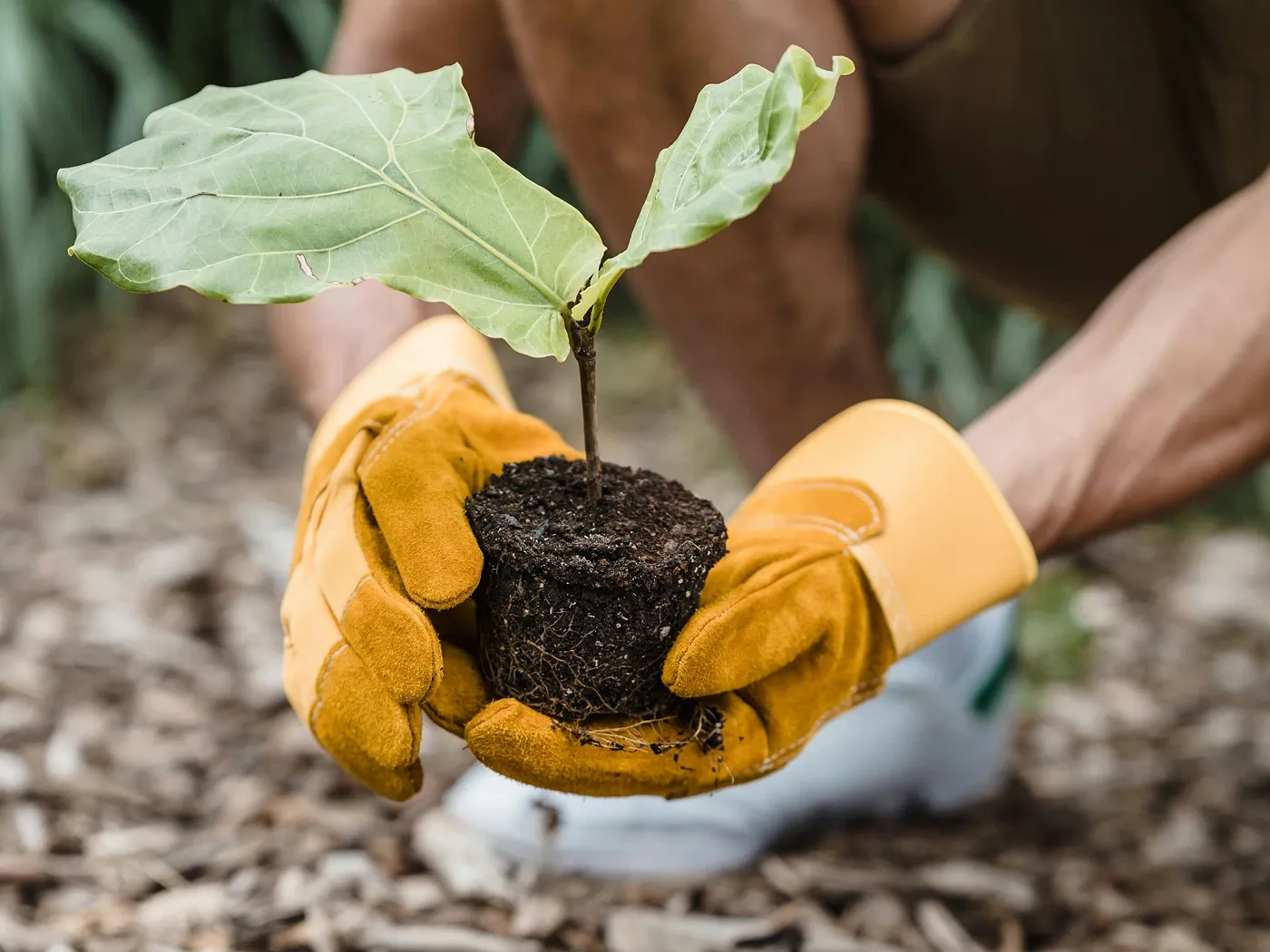 A person wearing yellow gloves holding a small plant with green leaves and soil.