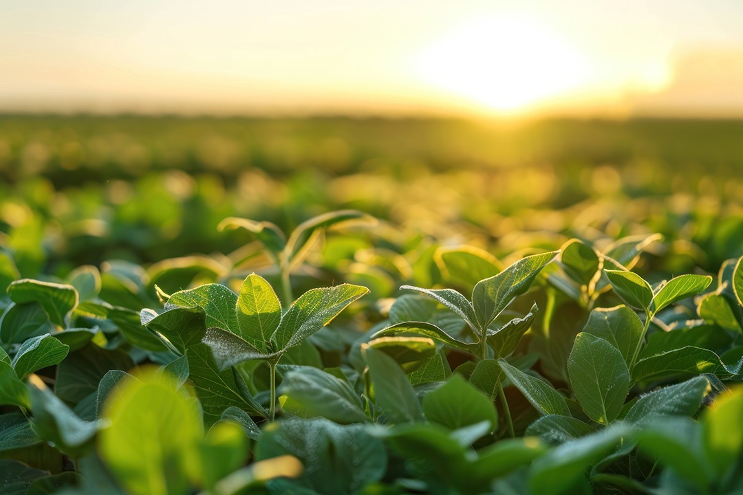 Close-up of vibrant green soybean plants in a field, glistening with morning dew.