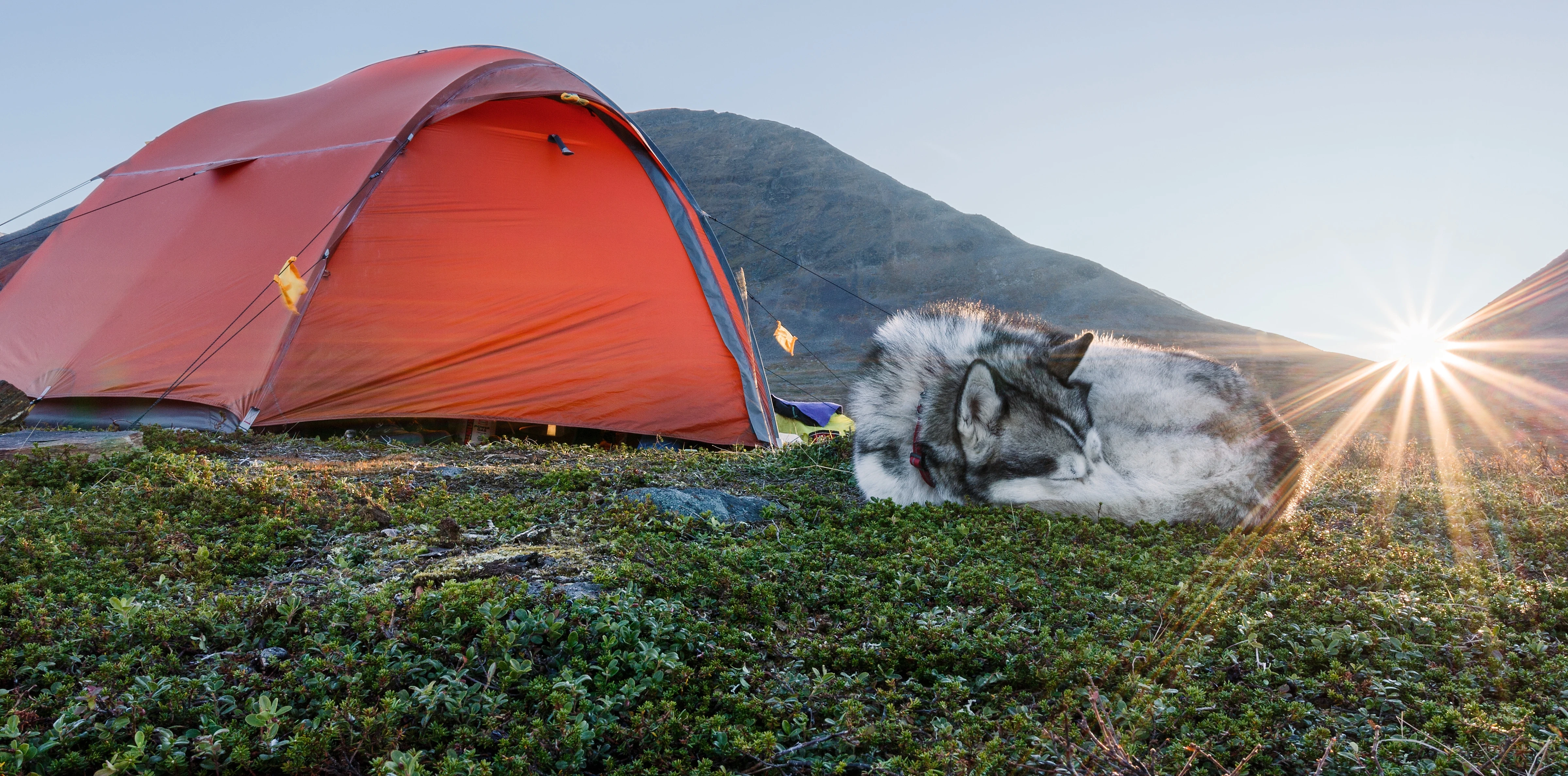 Acadia Drive Animal Clinic