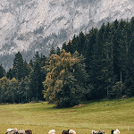 Atsiliepimas apie paslaugas