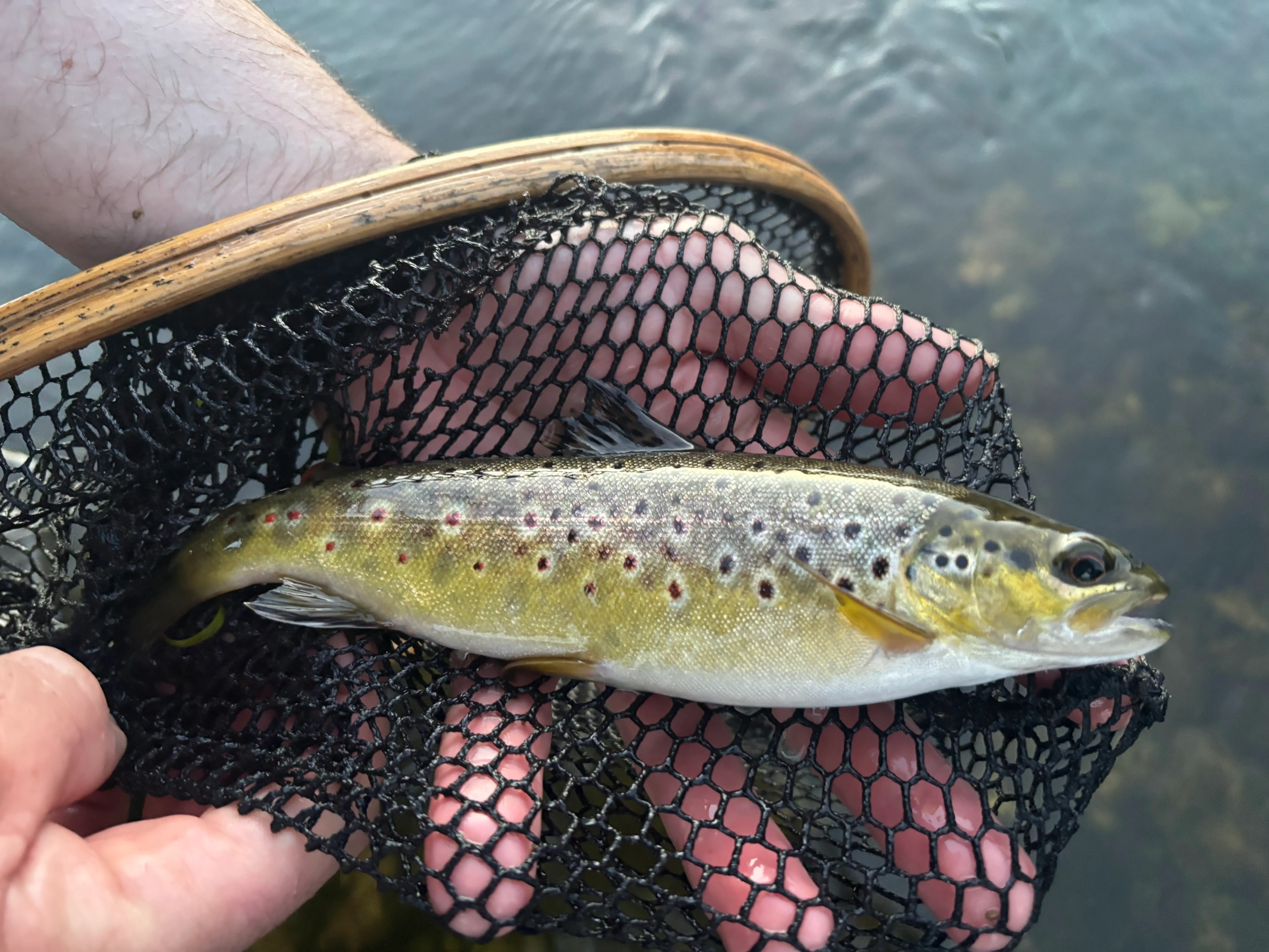 Wild brown trout caught on a sedge pattern during the evening rise on the River Boyne